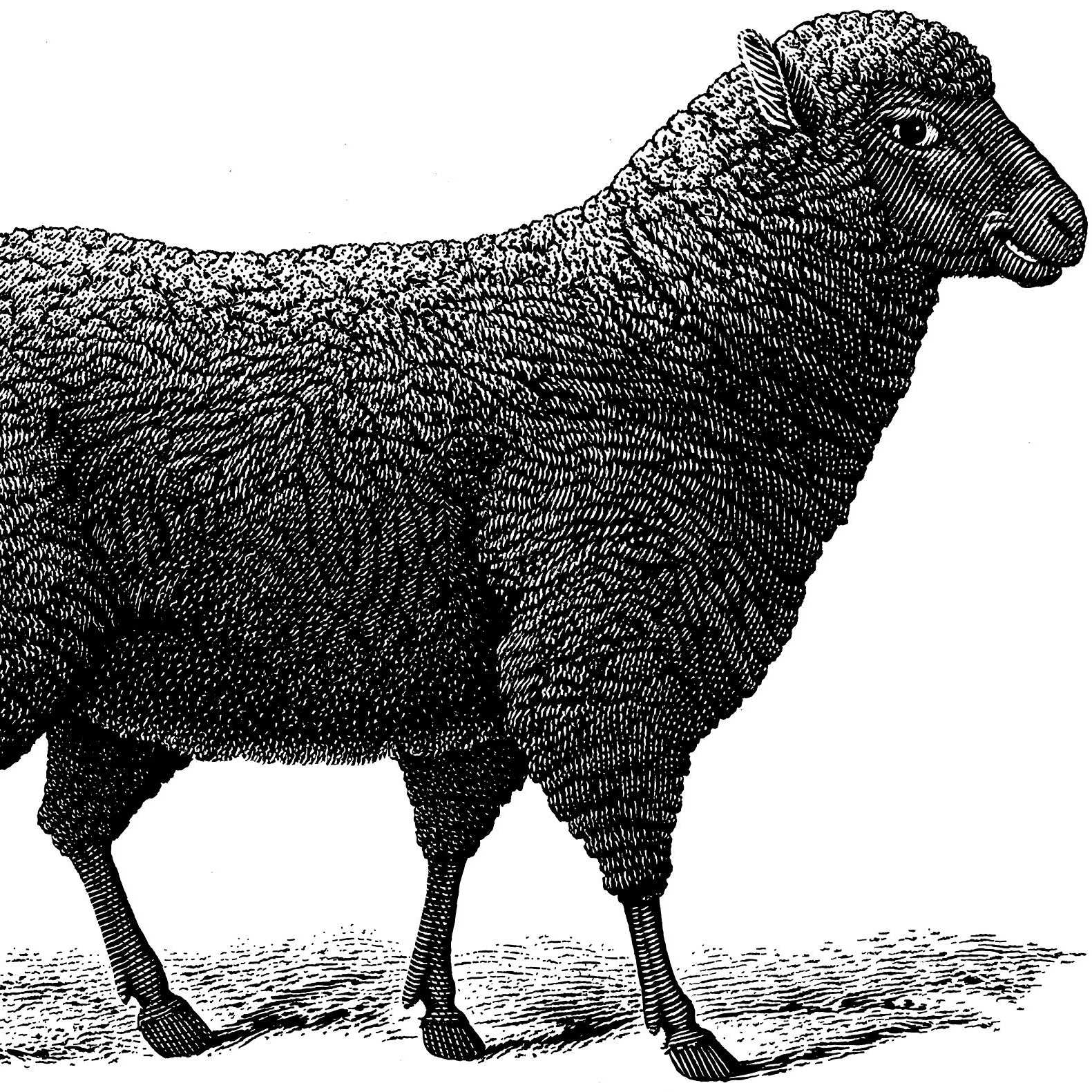 Black Sheep Podcast podcast artwork