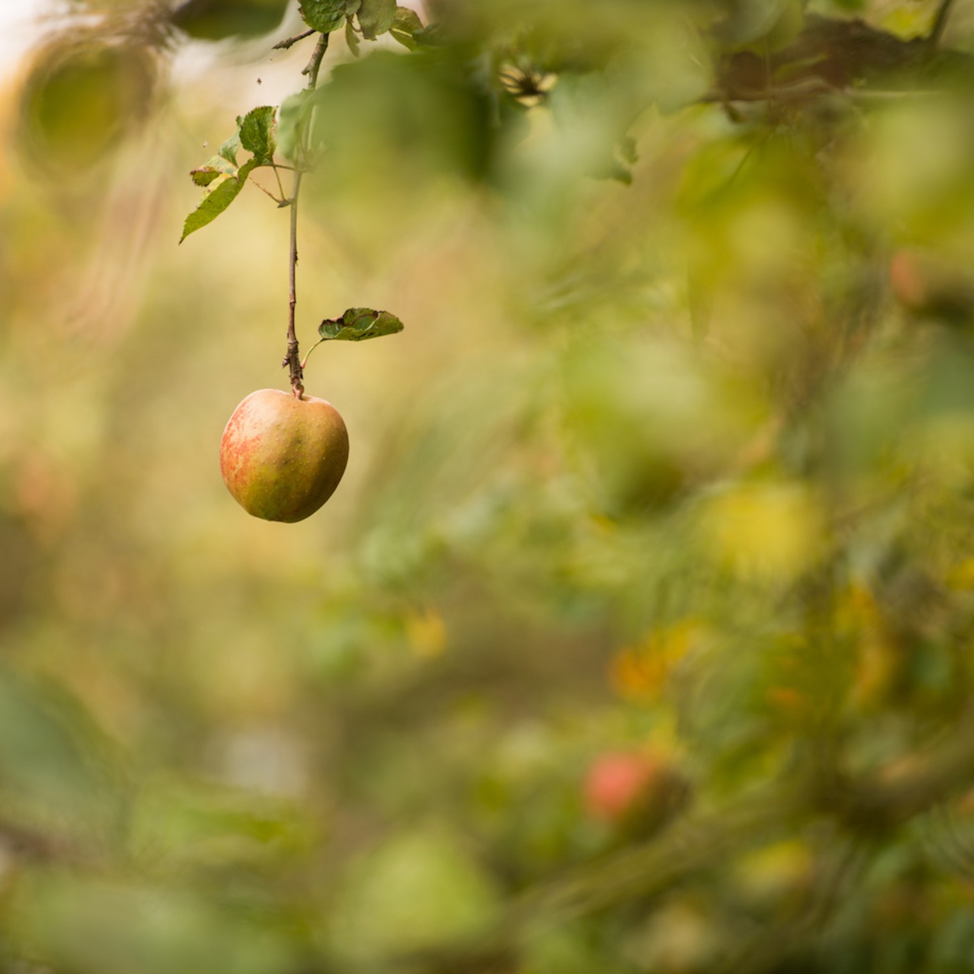 How to Respond to Temptation (Part 1)