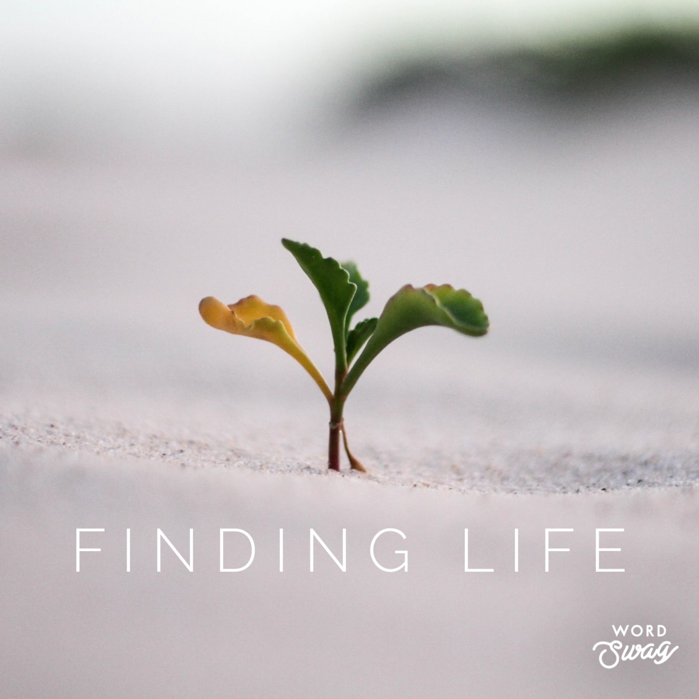 Finding Life in Culture