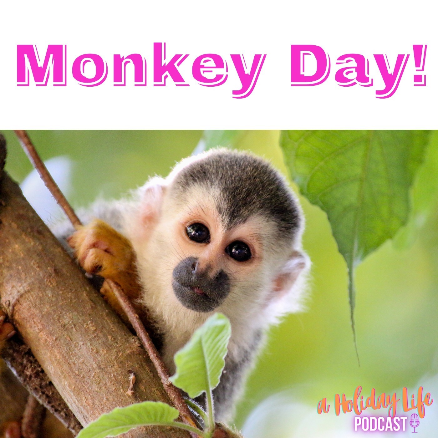 Episode #046 Monkey Day! Image