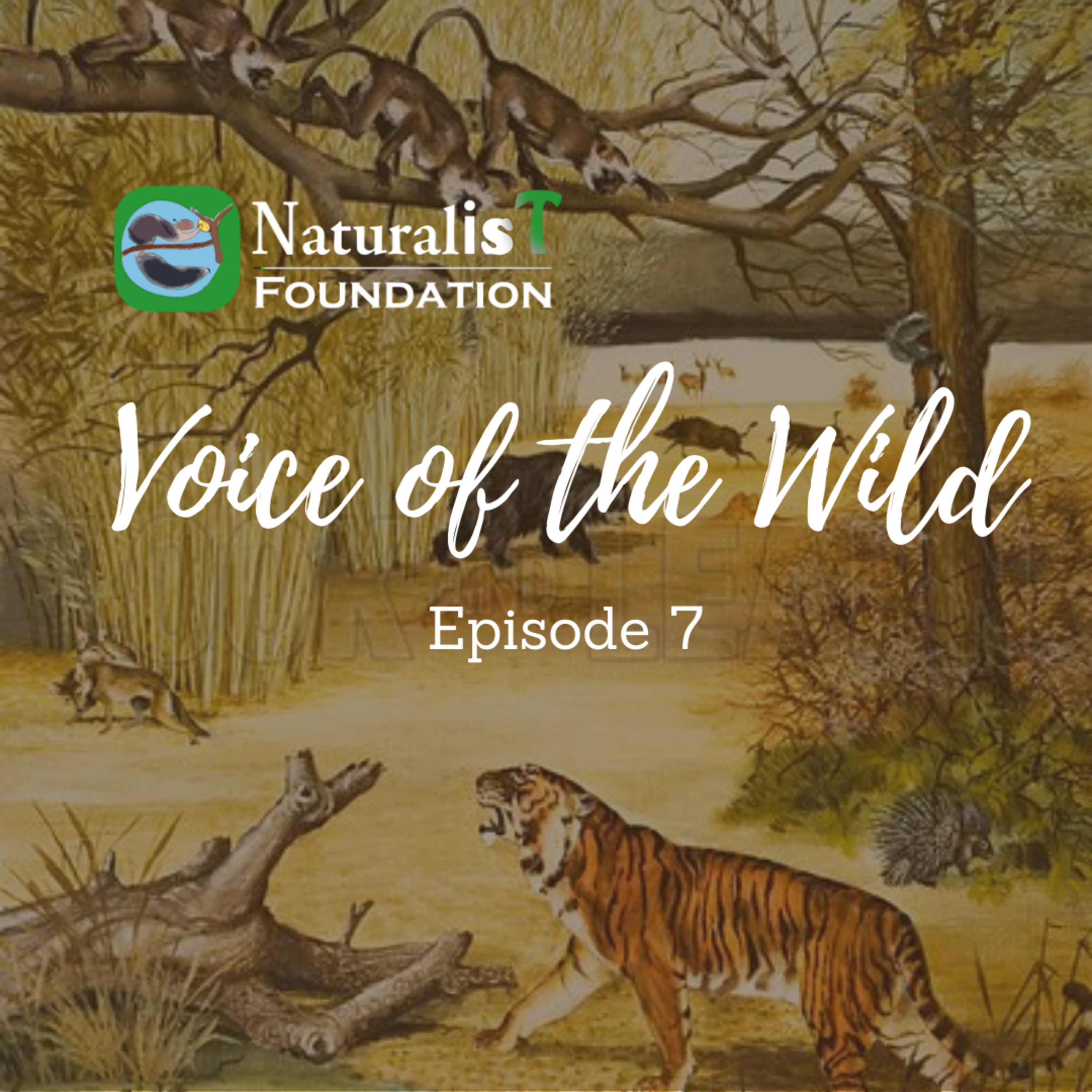 Voice of the Wild