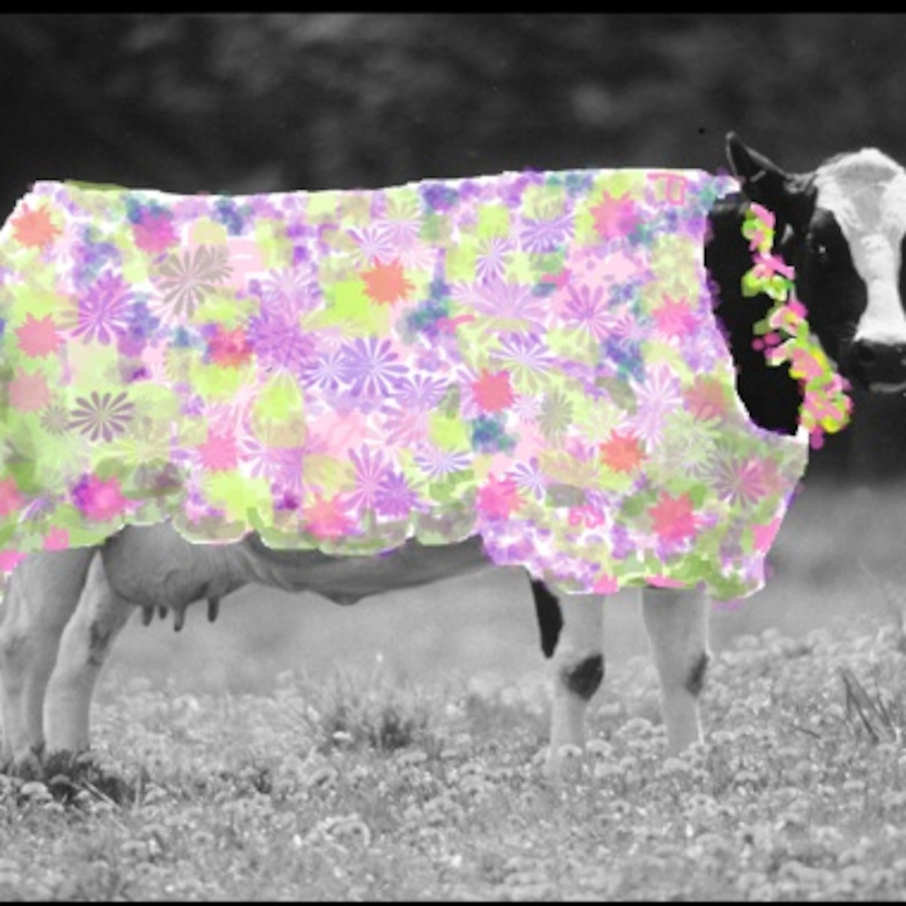 1338: Moodea: Diary Of A Mad Cow episode artwork