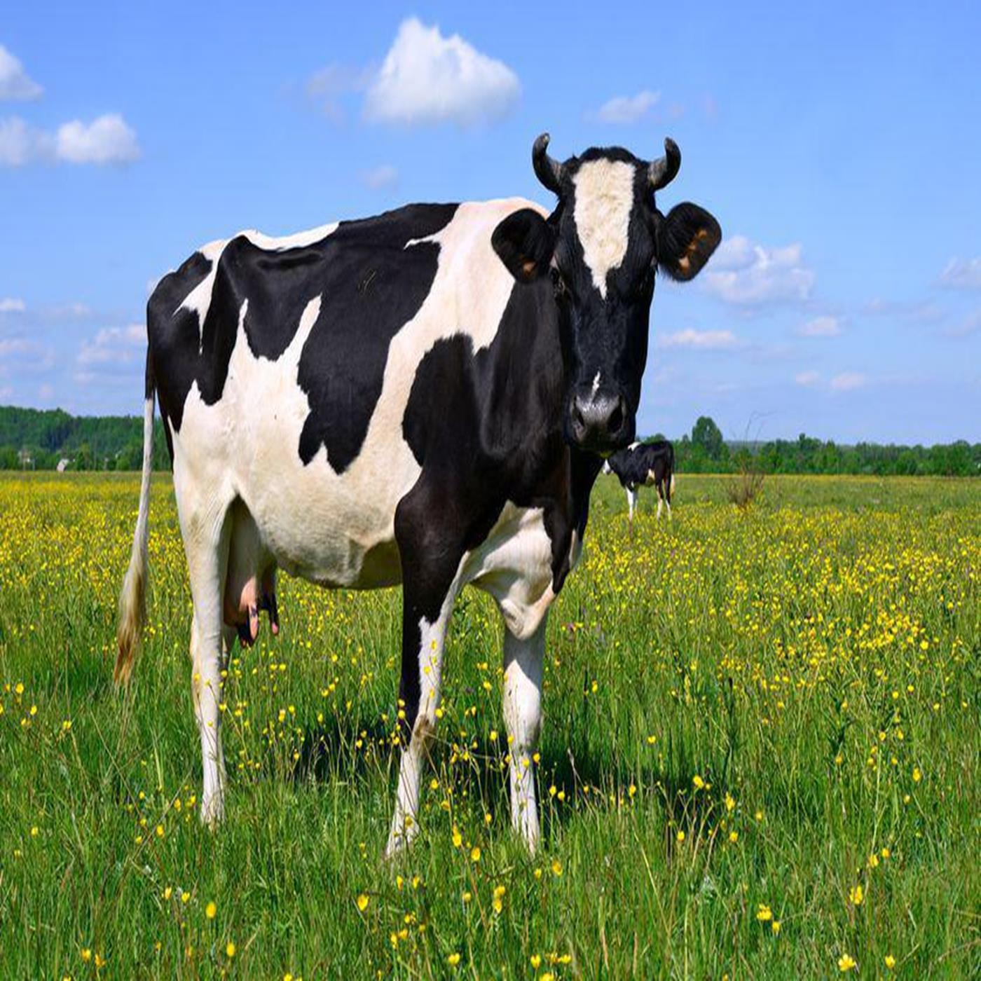 237: Pod 237 : Cow Facts