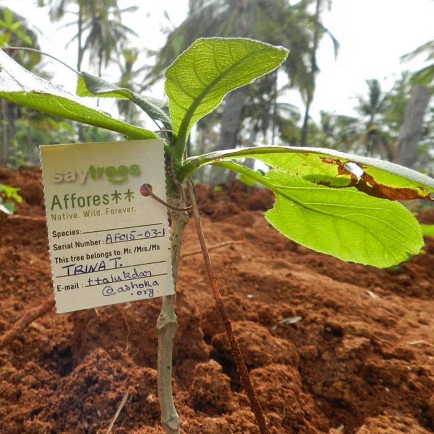 Plante uma floresta