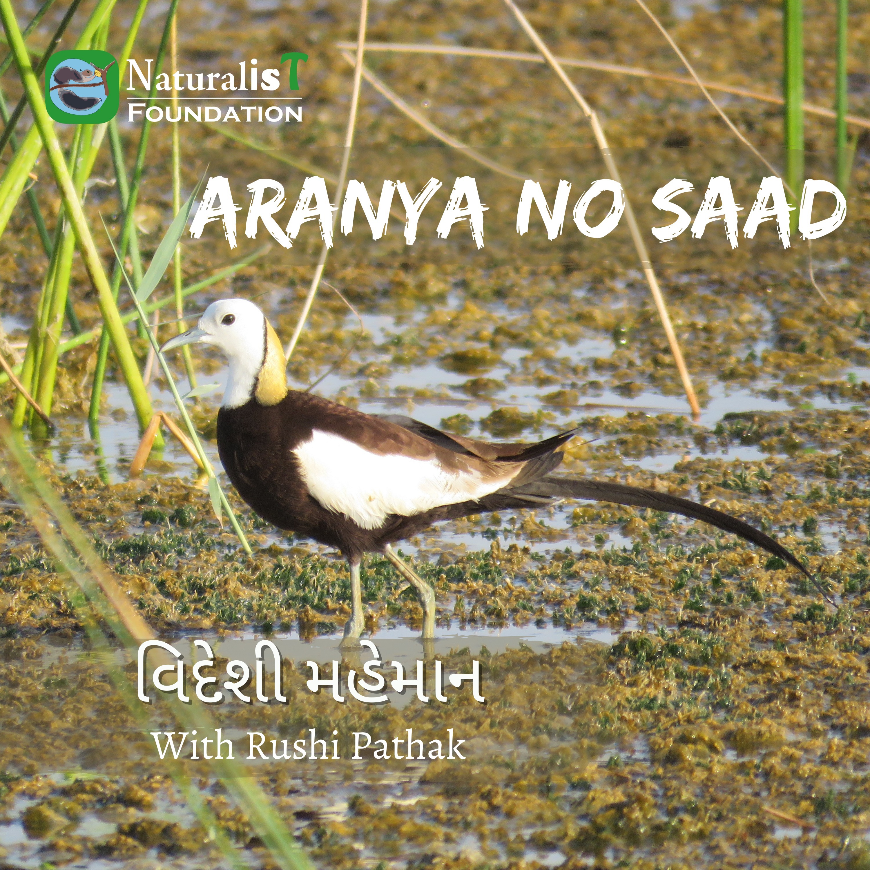 ભારત મા વિદેશી પક્ષીઓ નો આવકારો
