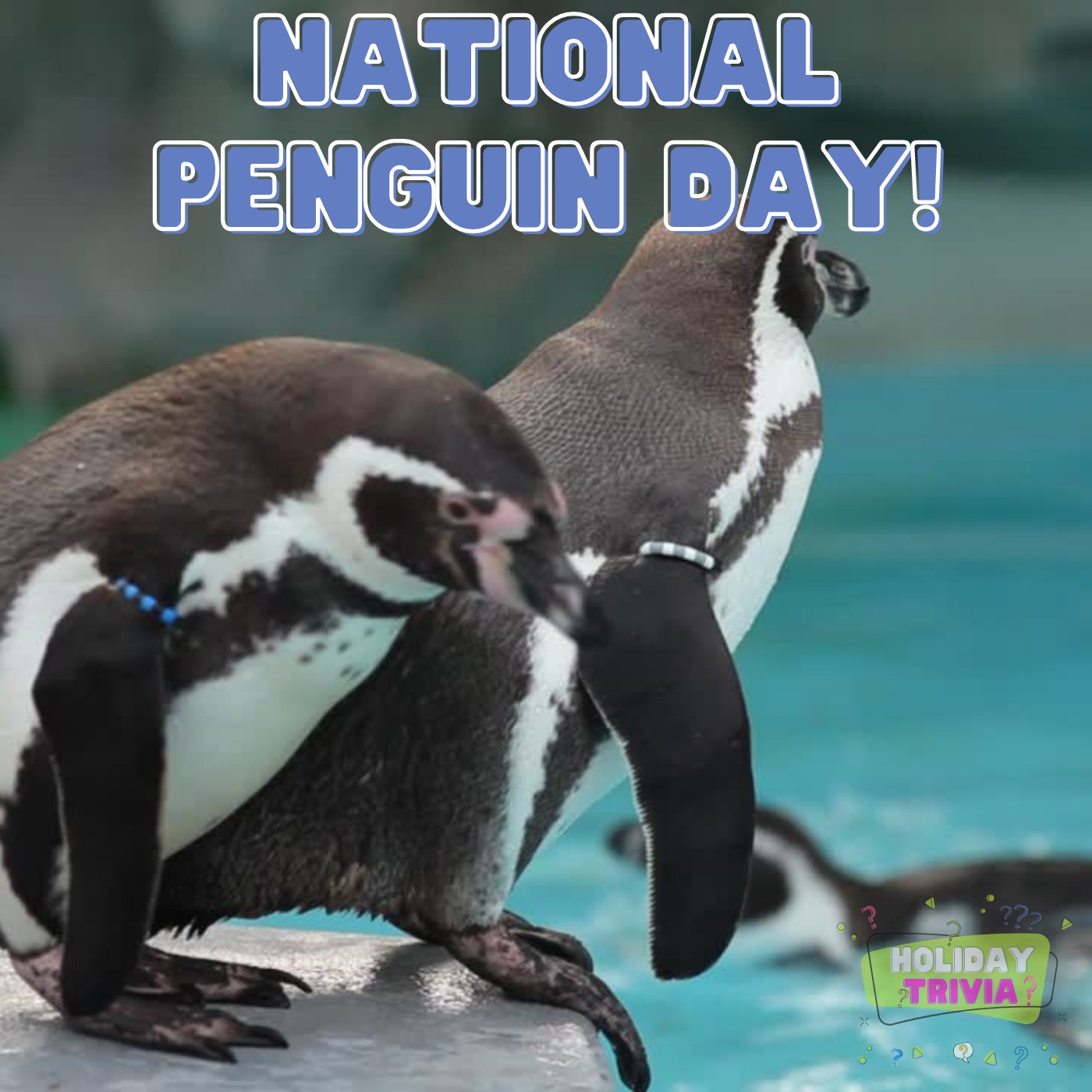 Episode #068 National Penguin Day! Image
