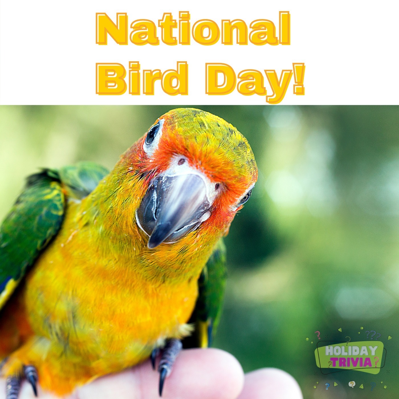 Episode #057 National Bird Day! Image