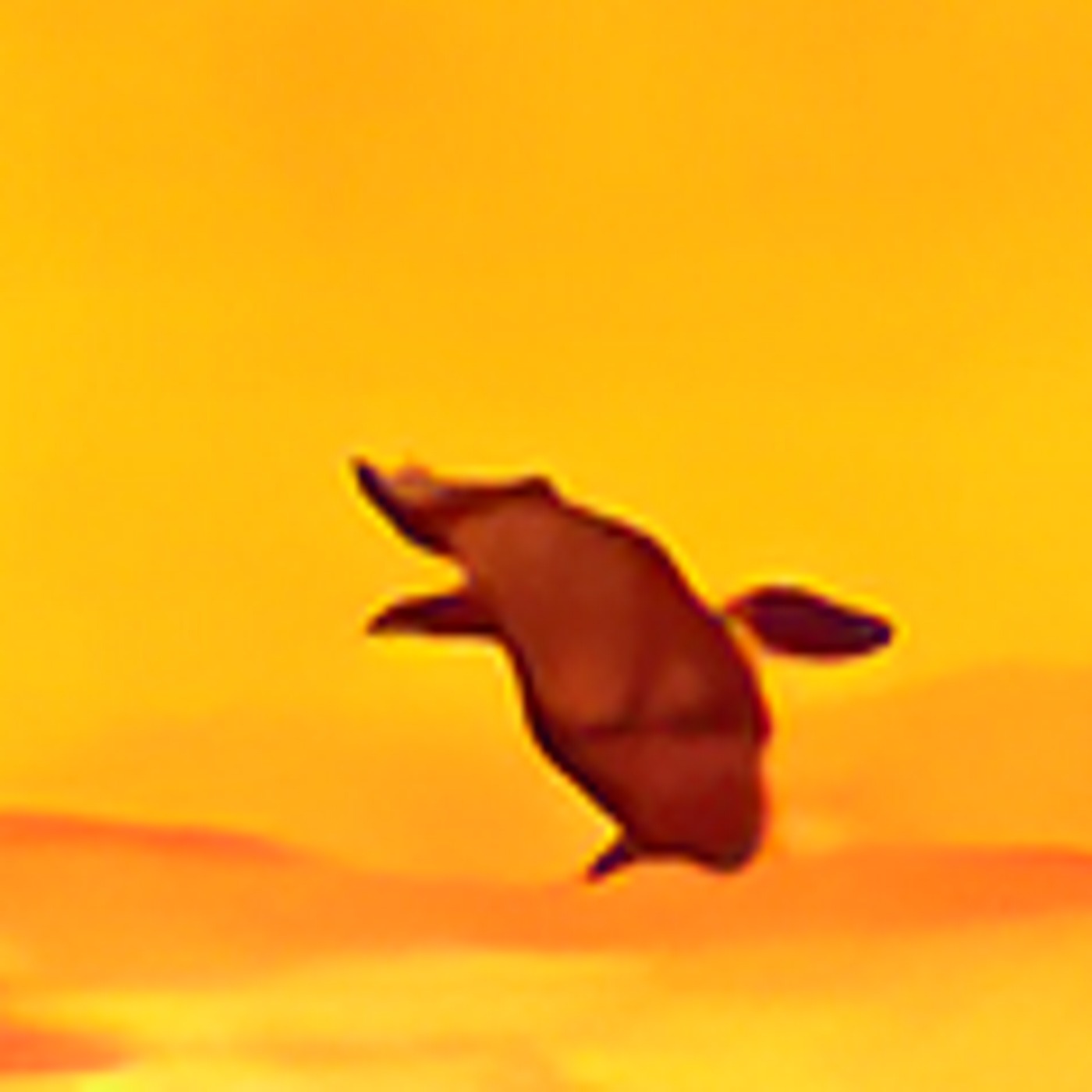Audio Player Image