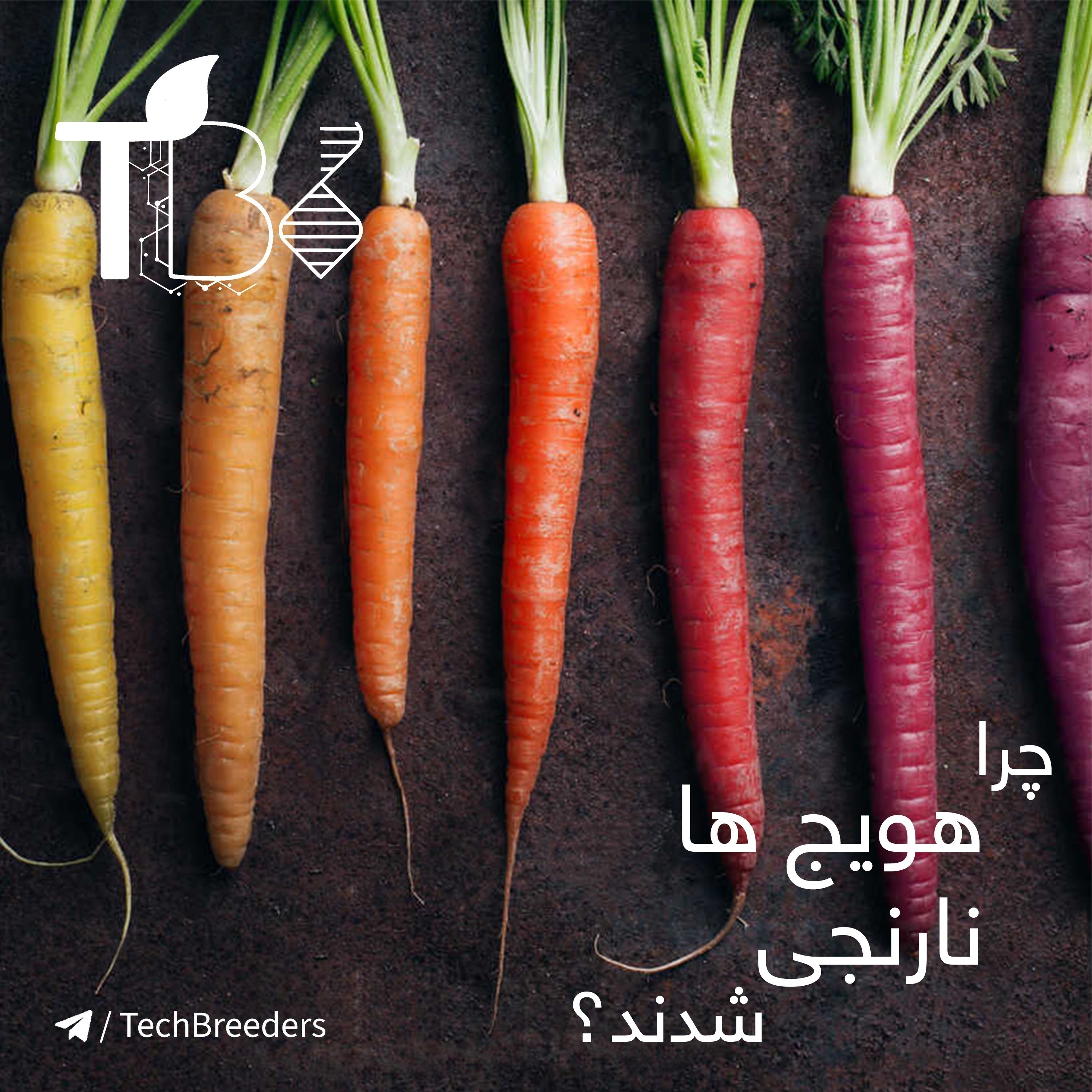 چرا هویج ها نارنجی شدند؟