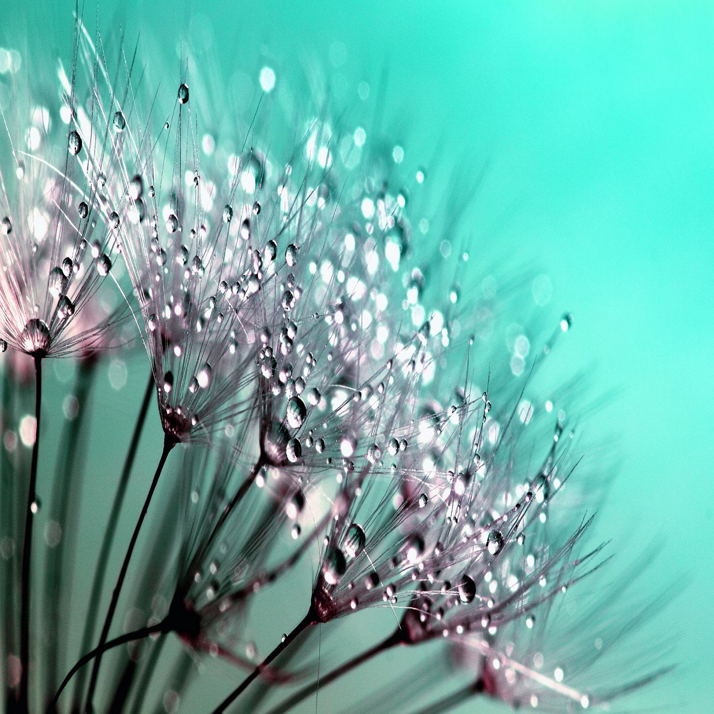 Audio Player Image