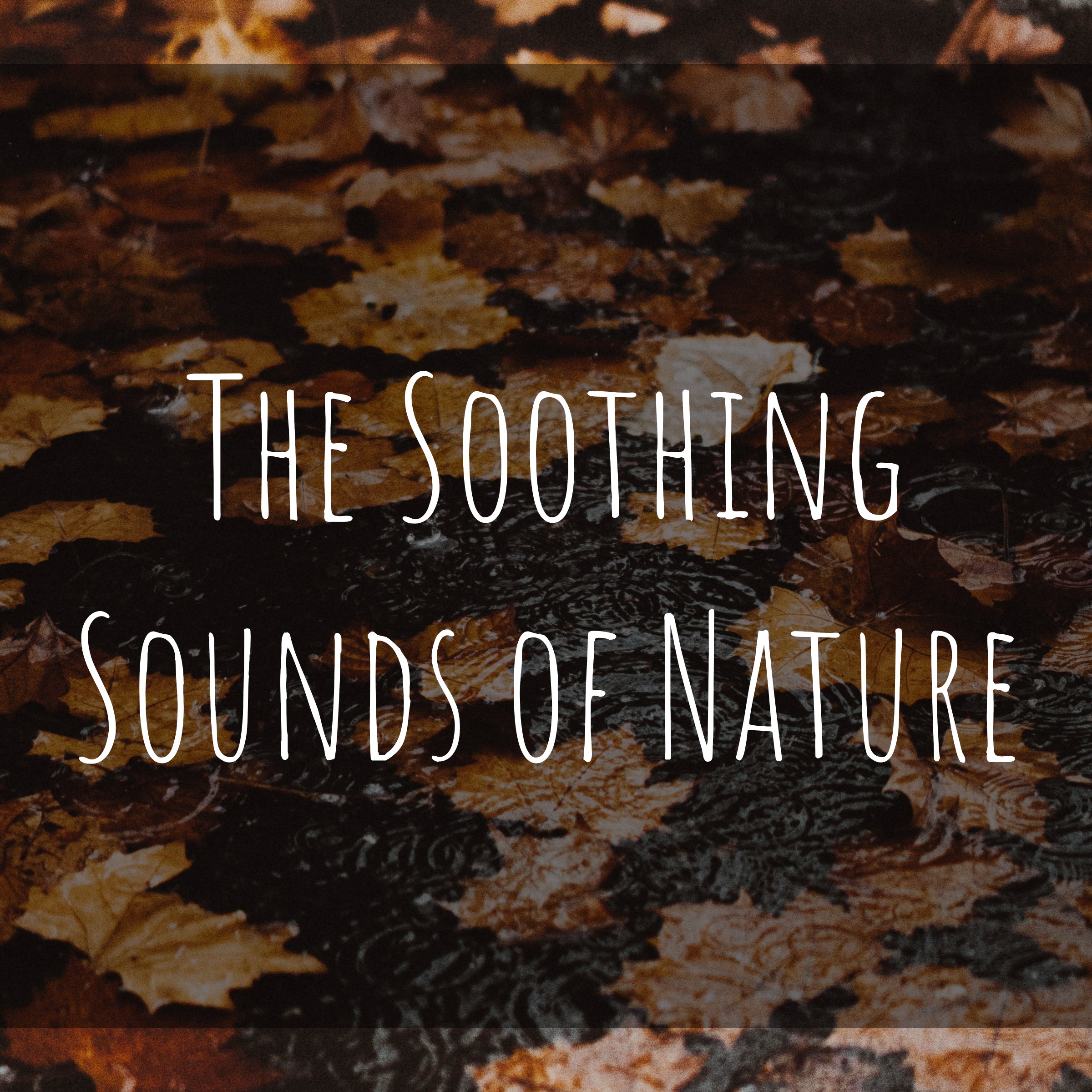 The Soothing Sounds of Nature ASMR Sleep Rain and Thunder Podcast