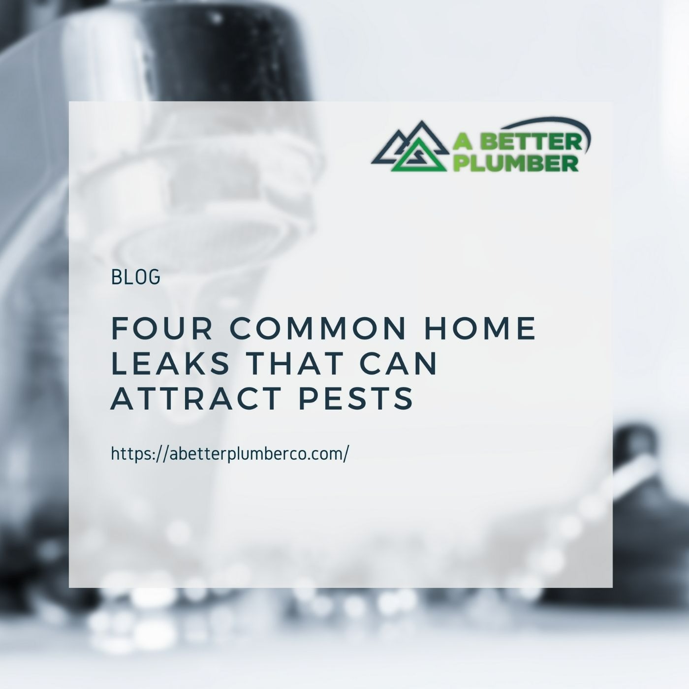 Four Common Home Leaks That Can Attract Pests 