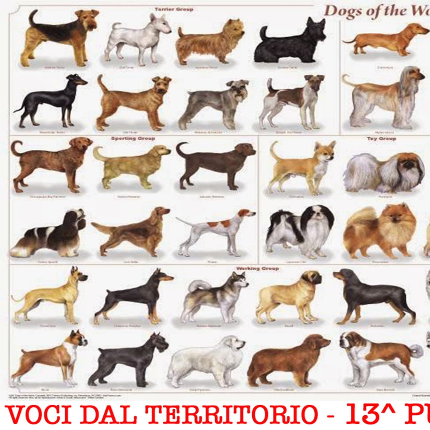 The Canteen User - VOCI DAL TERRITORIO
