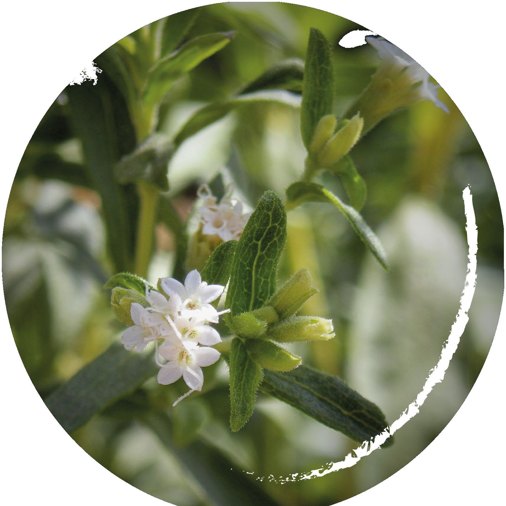 6. Stevia: Von Zuckerersatz und Biopiraterie episode artwork