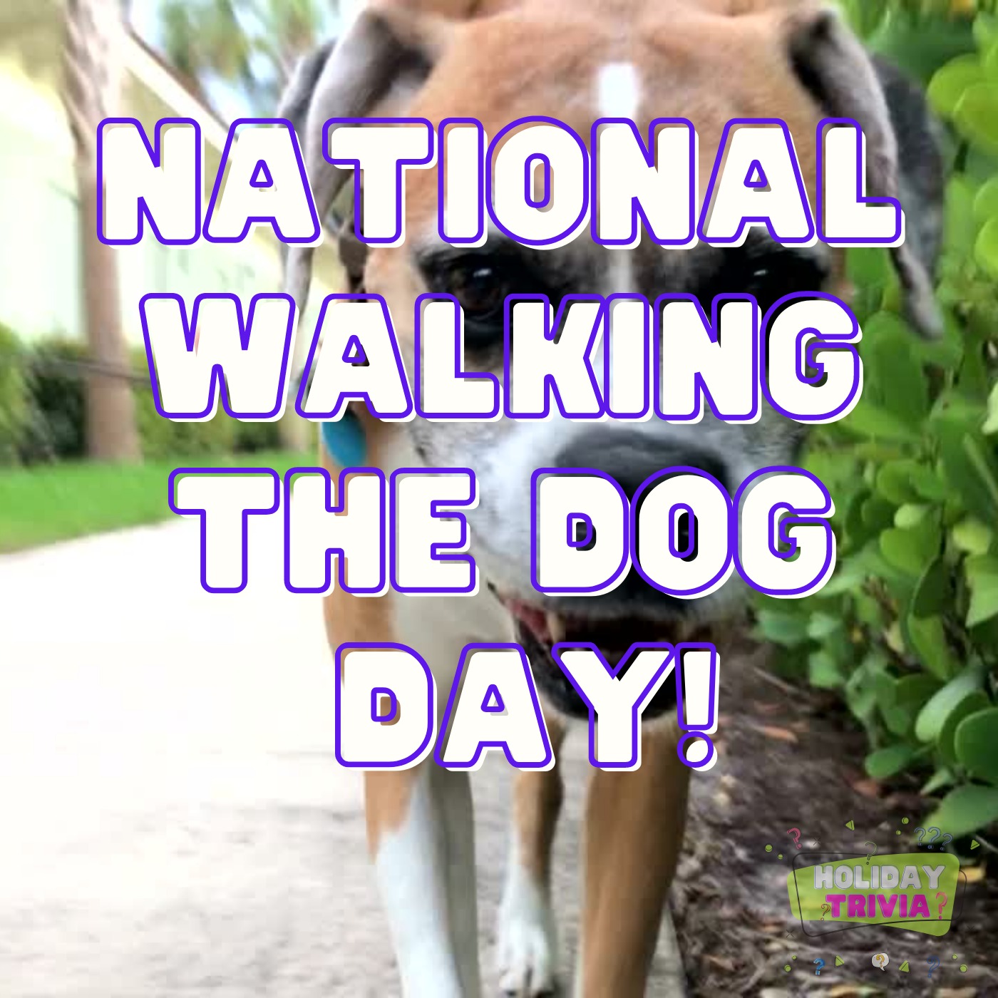 Episode #090 National Walking The Dog Day! Image