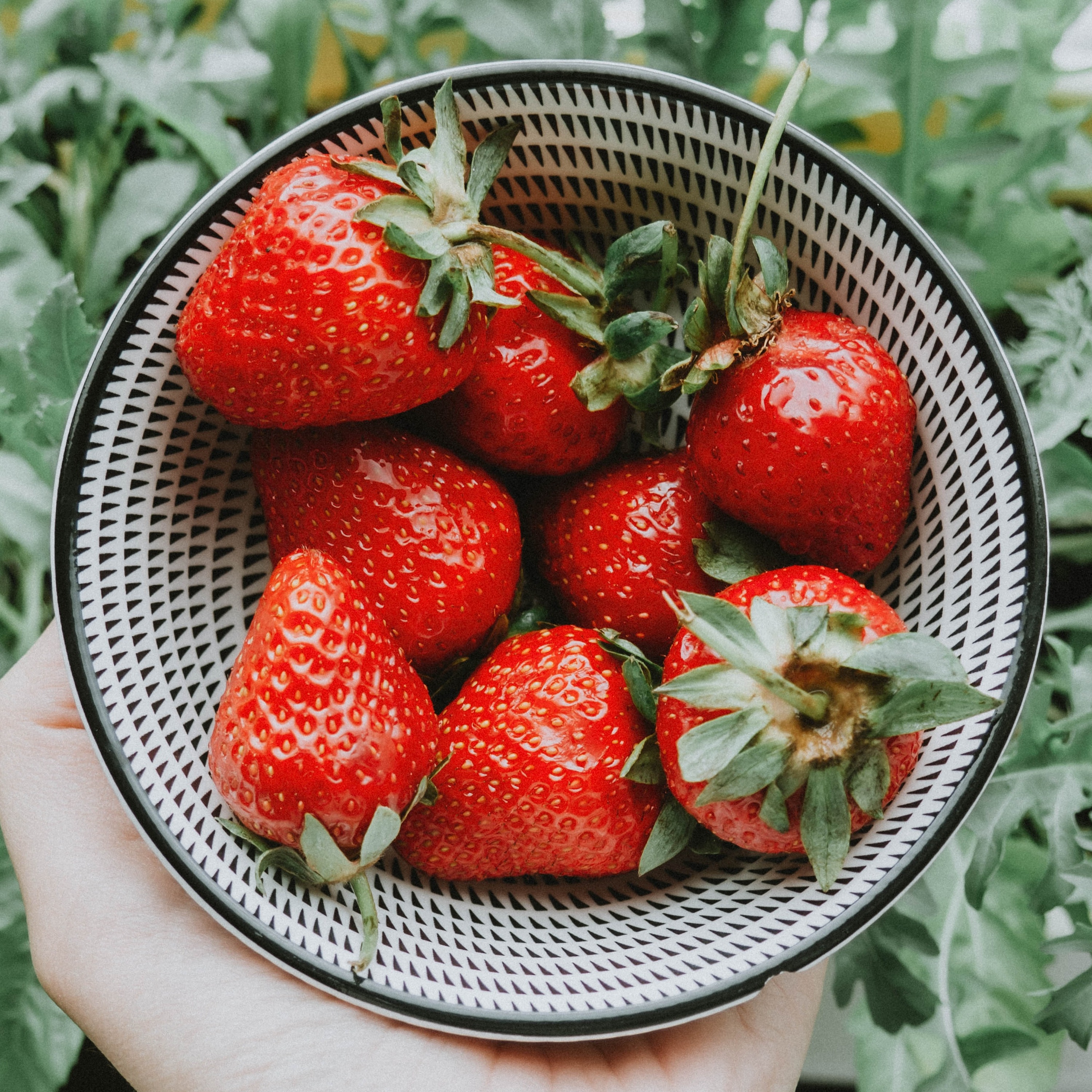 South Dakota Specialty Producers Podcast Episode 1 Berries
