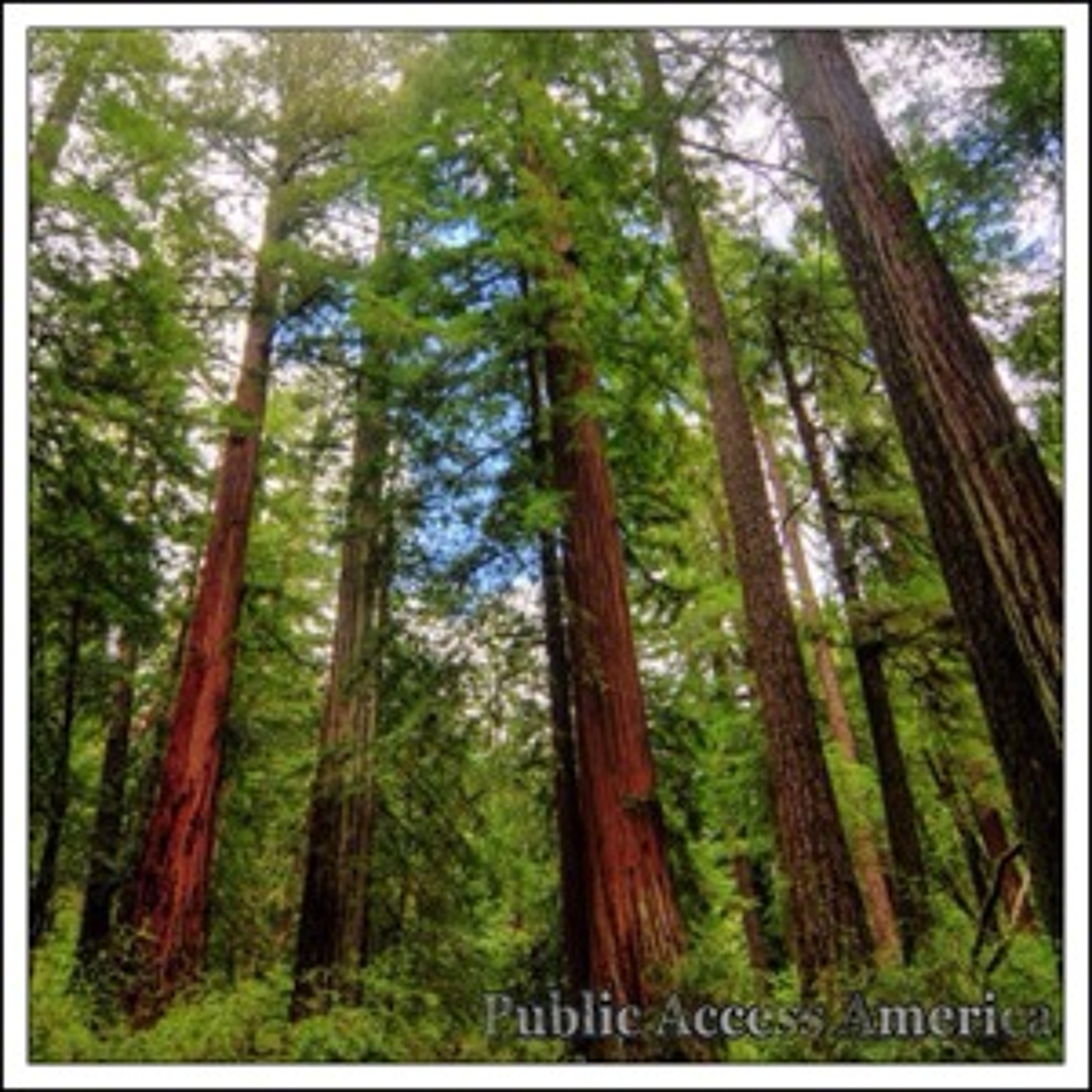 Giant Sequoia episode artwork