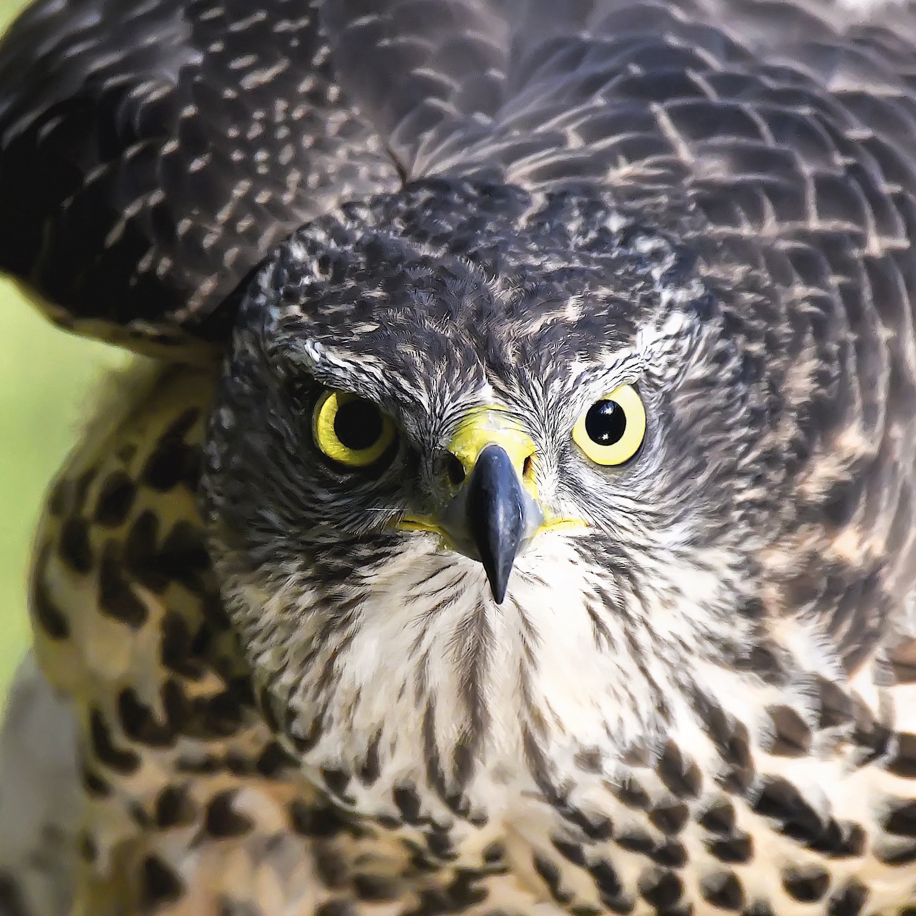Vrije Vogels