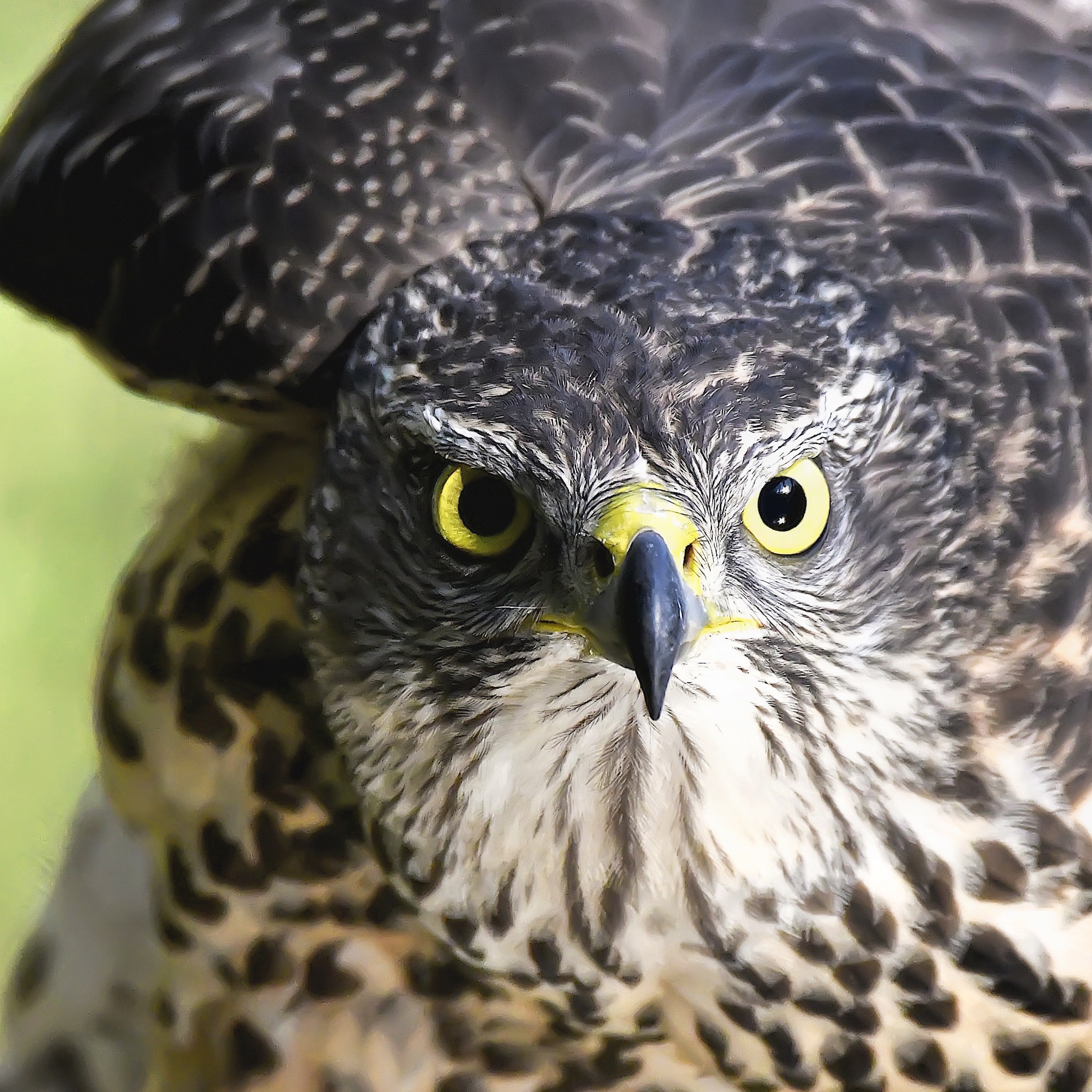 Vrije Vogels