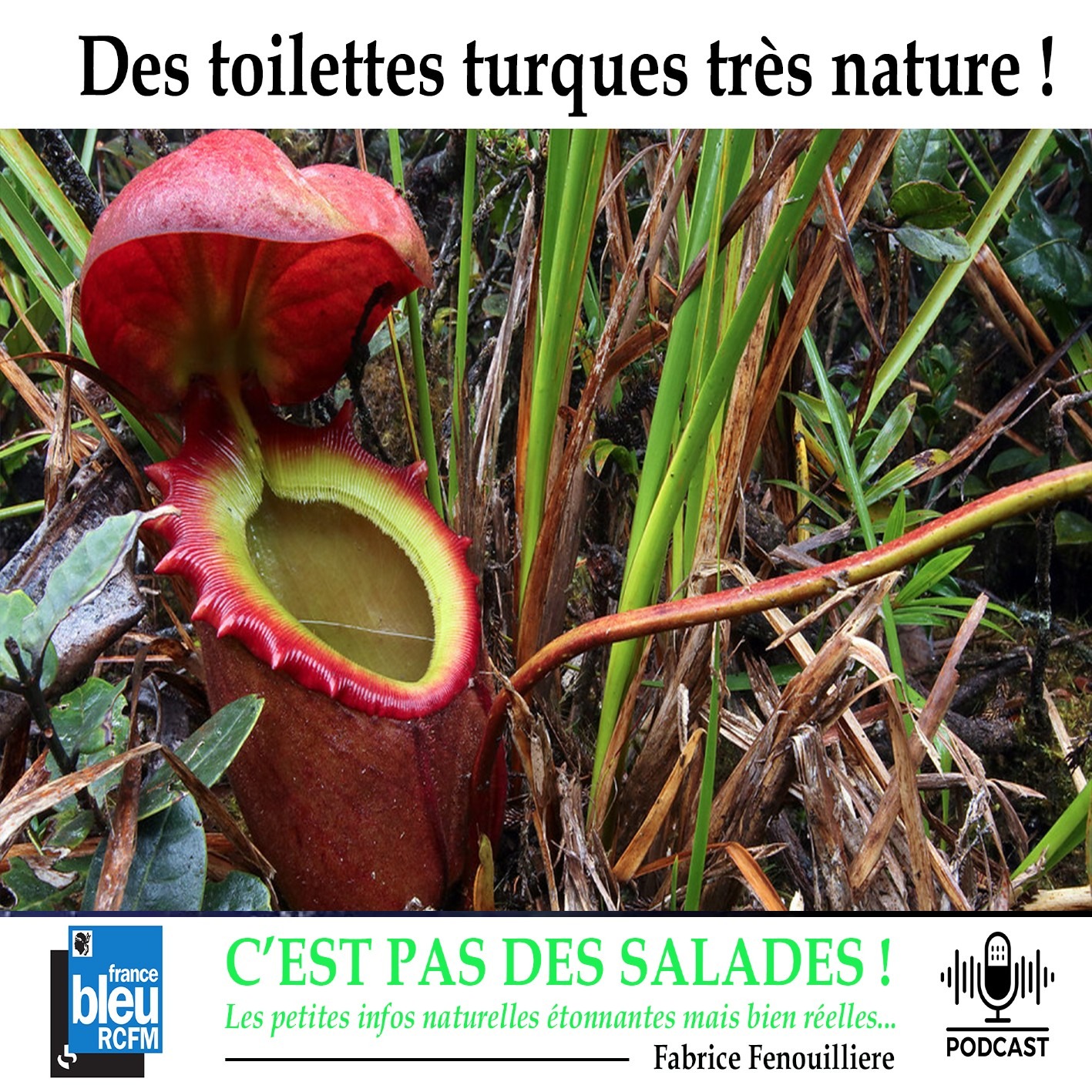 Les podcasts du Parc Galea : C\'est pas des salades