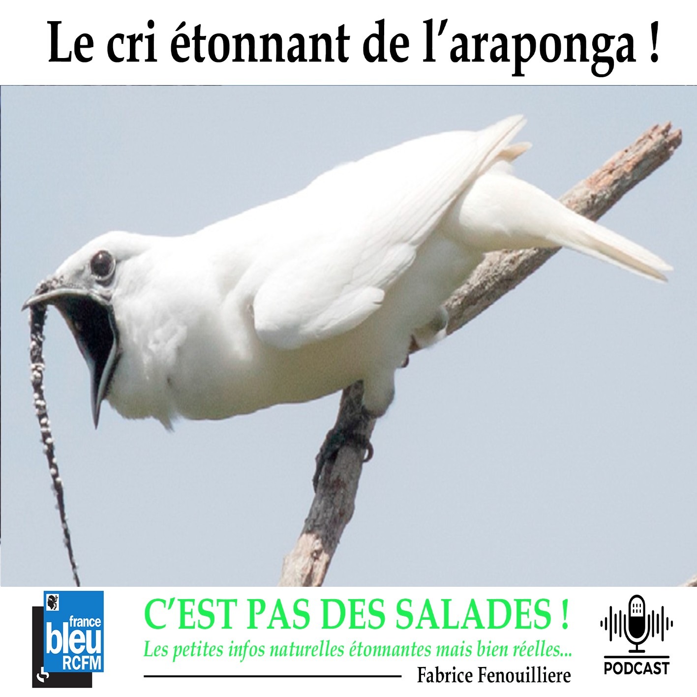 Les podcasts du Parc Galea : C\'est pas des salades
