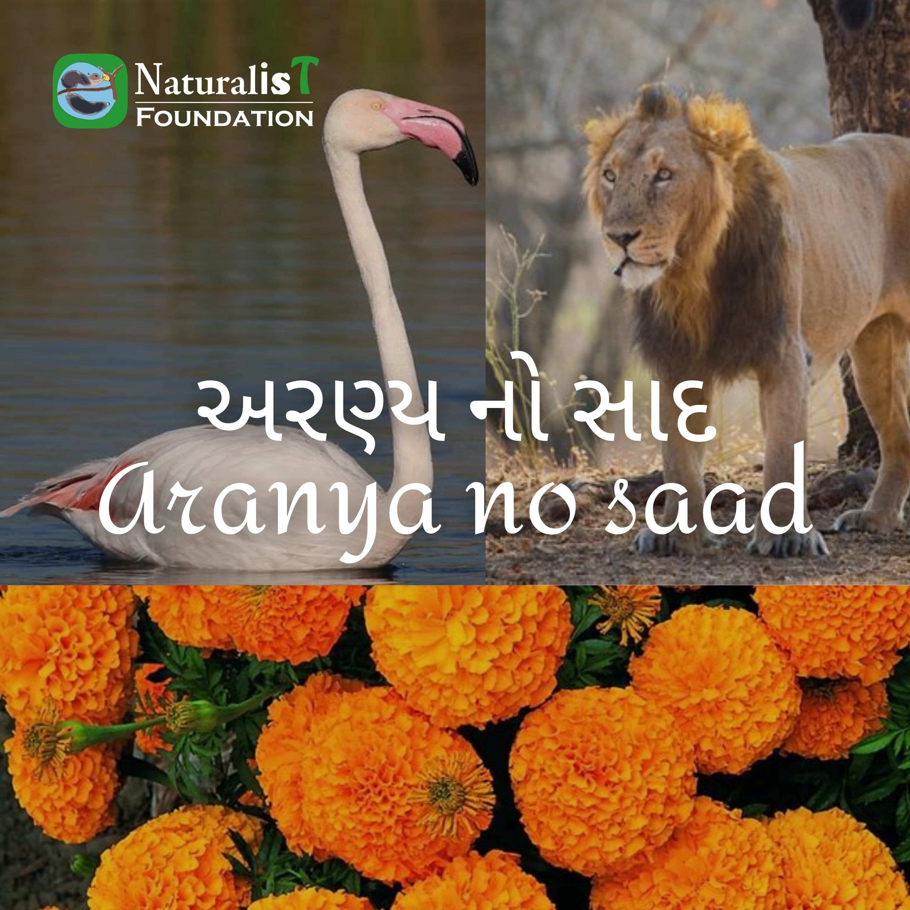 અરણ્ય નો સાદ