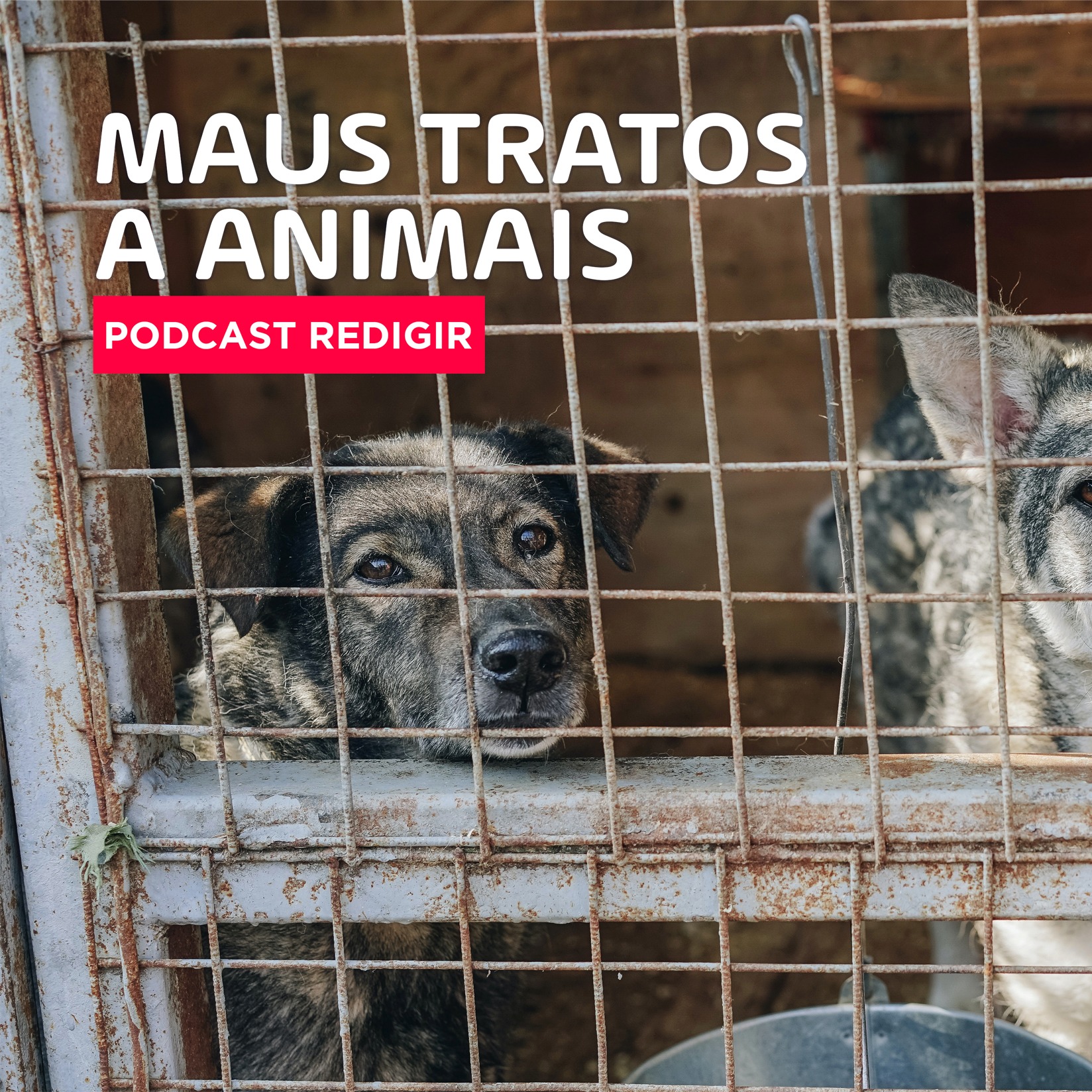 Maus tratos a animais episode artwork