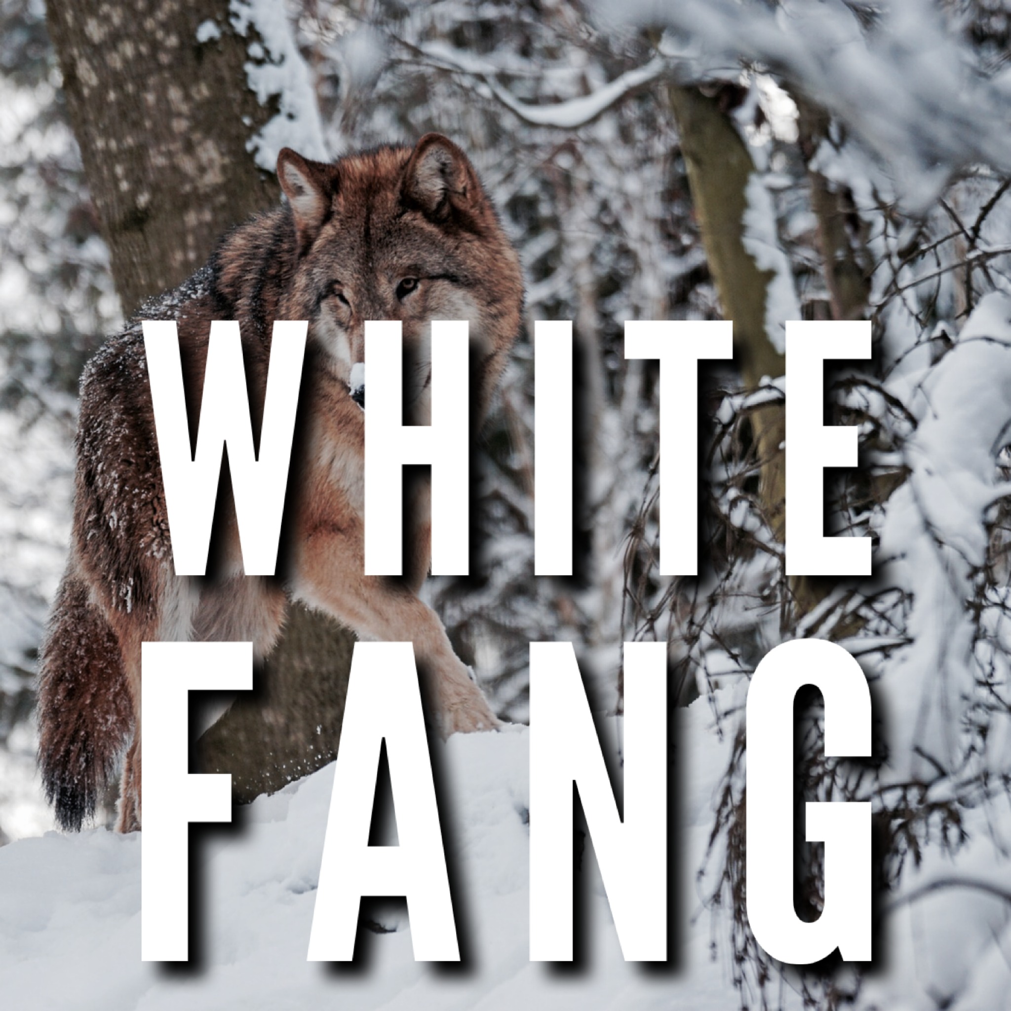 WHITE FANG by Jack London CH 1 | ASMR