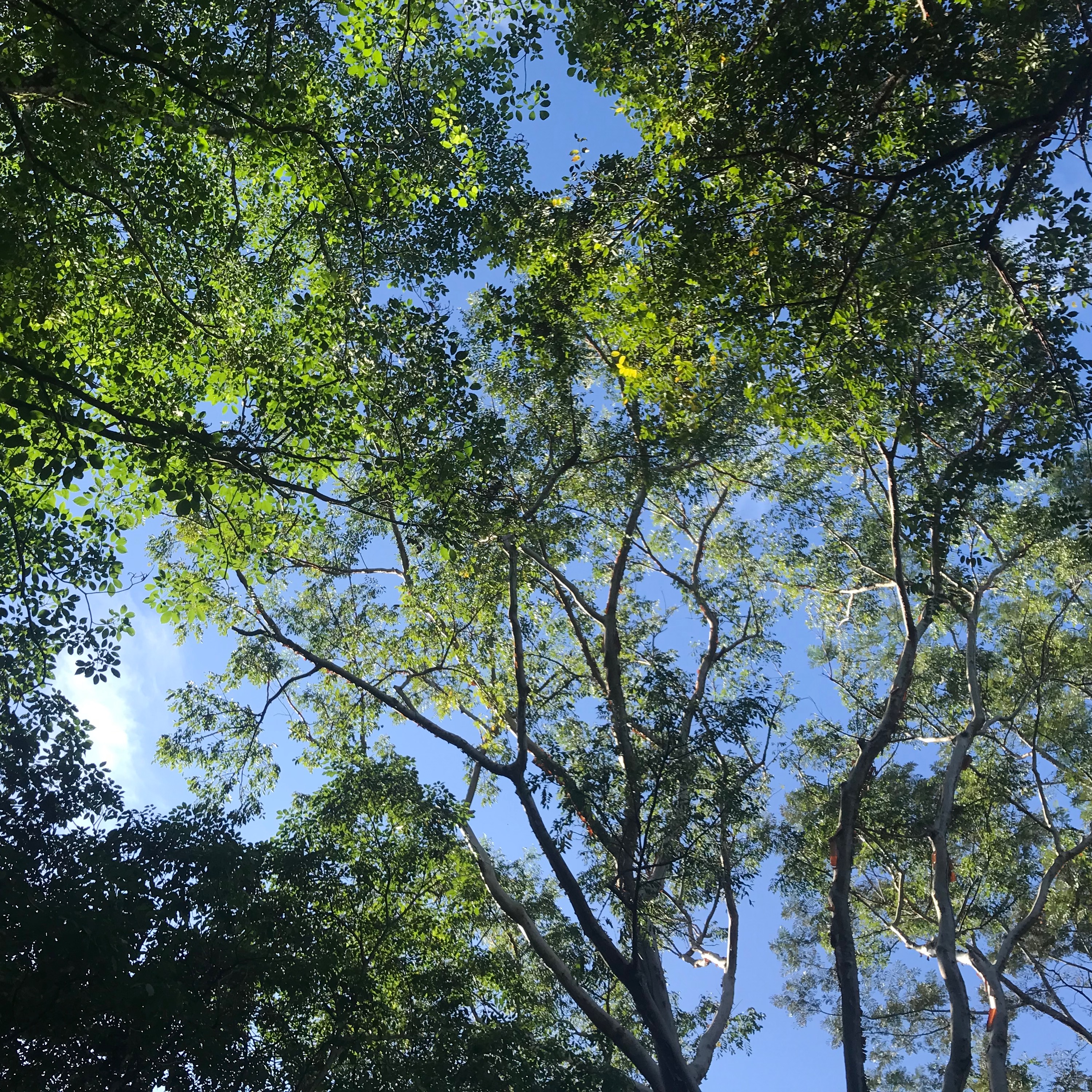 The Alchemy of Elemental Communion: Mother Earth
