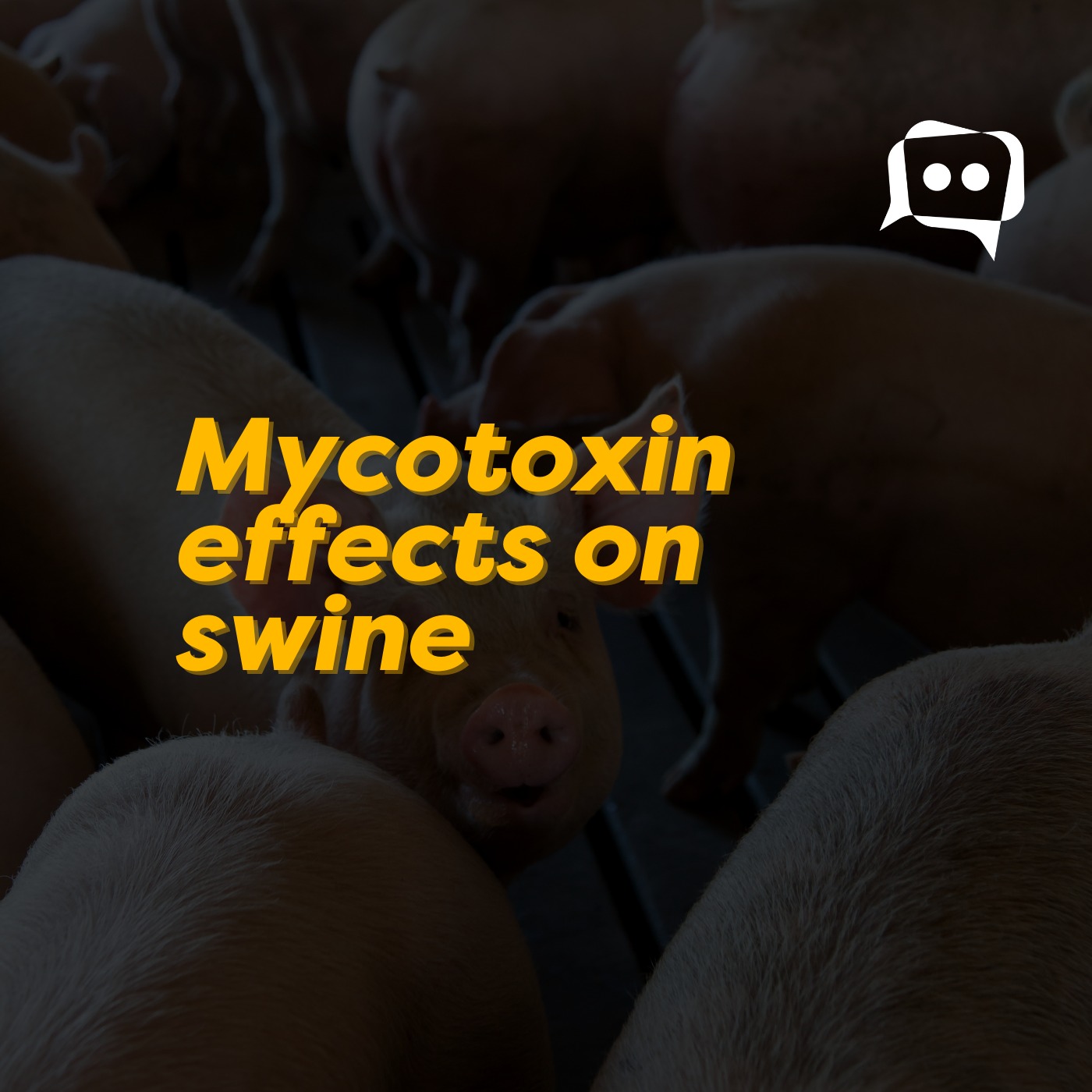 Mycotoxin effects on swine episode artwork