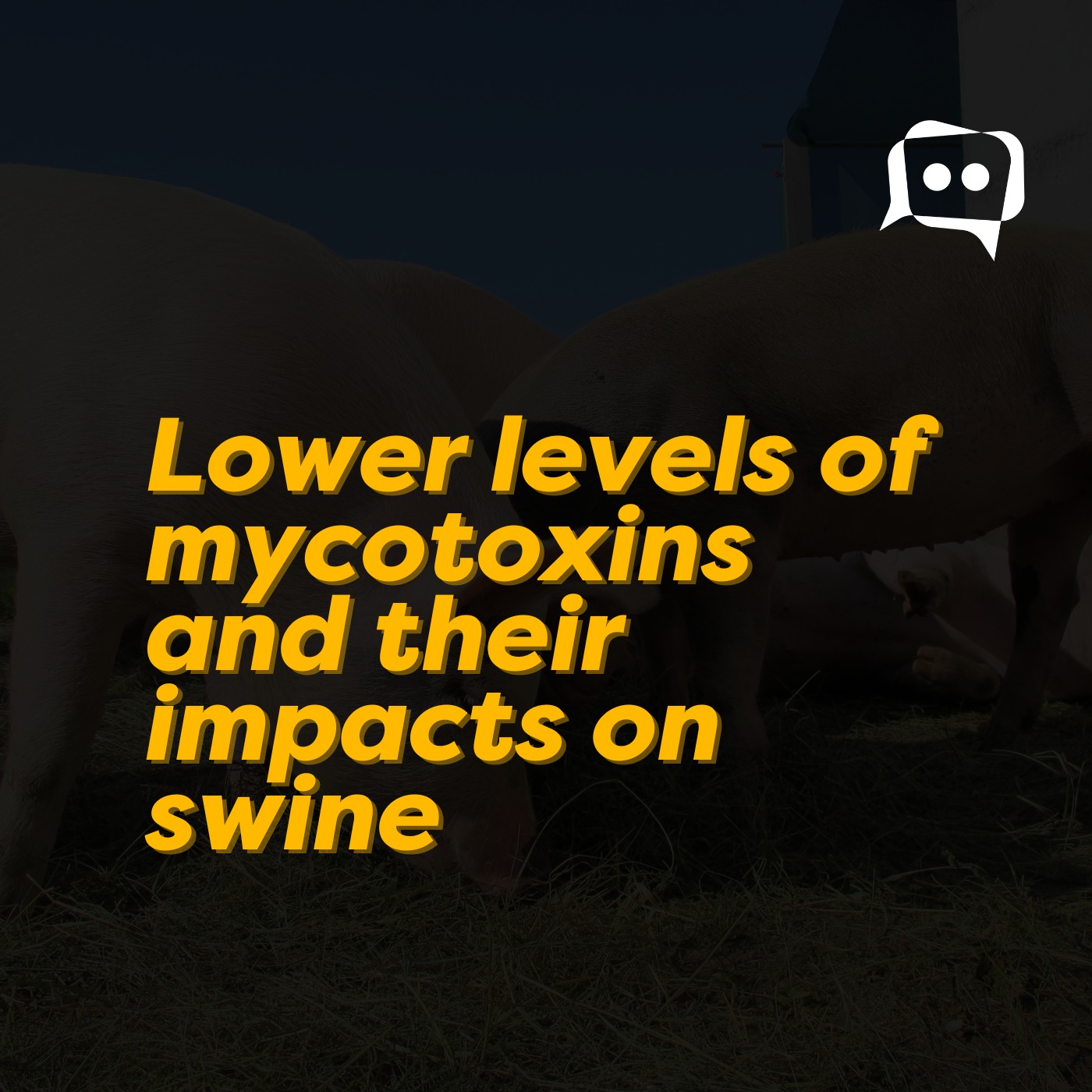 Lower levels of mycotoxins and their impacts on swine episode artwork