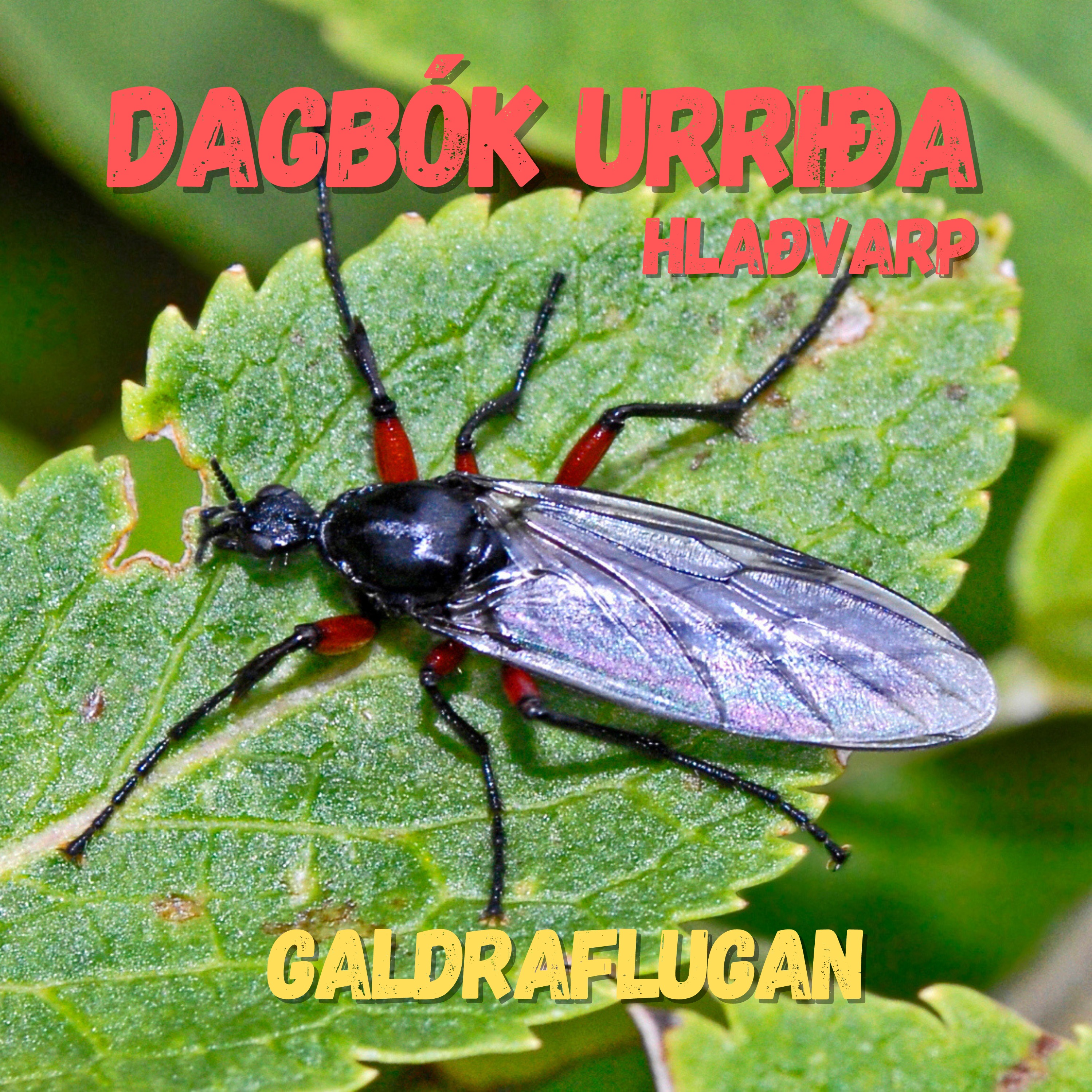 Dagbók urriða - Truflaðir veiðimenn - Áskrift.