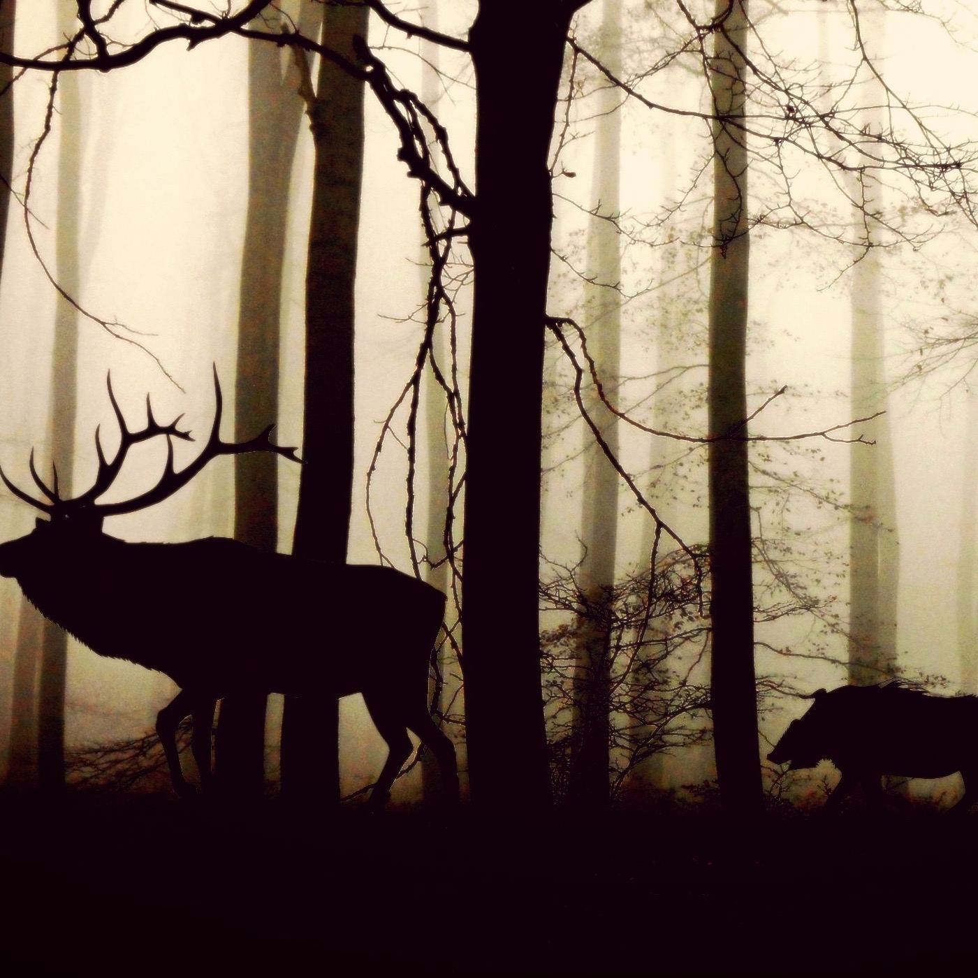 Weird animal behavior