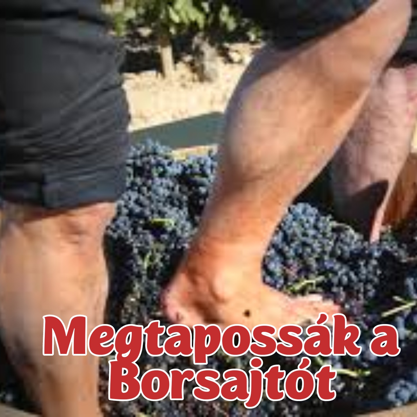 Új Mag