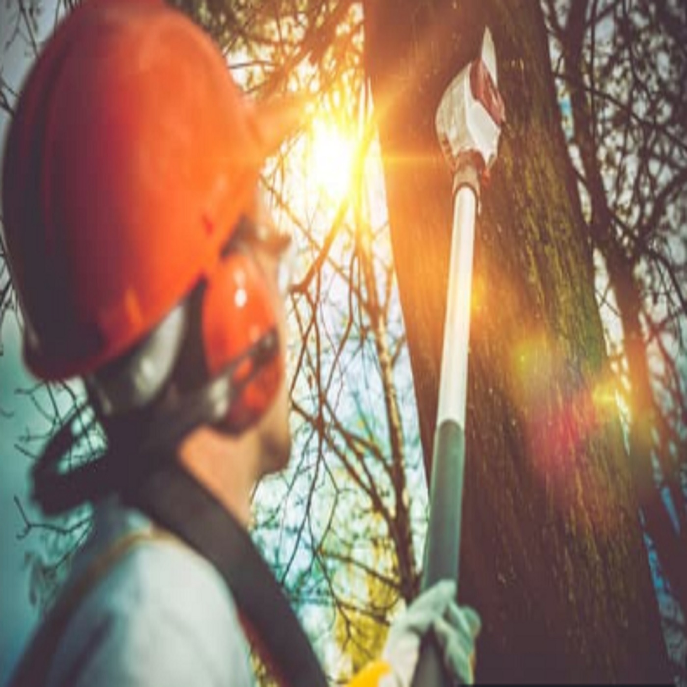 Tree Service in Alexandria Virginia