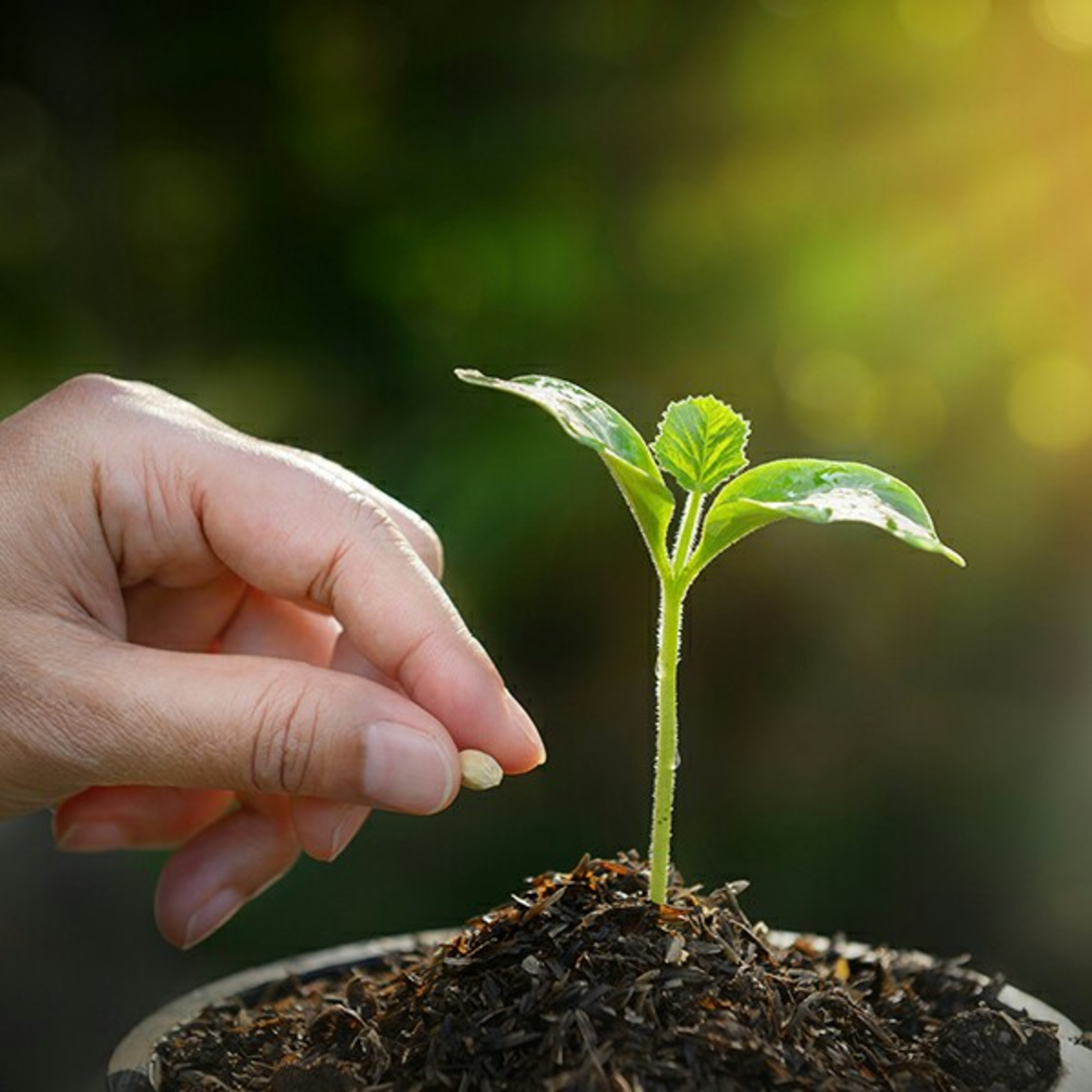 The Significance of Sowing episode artwork