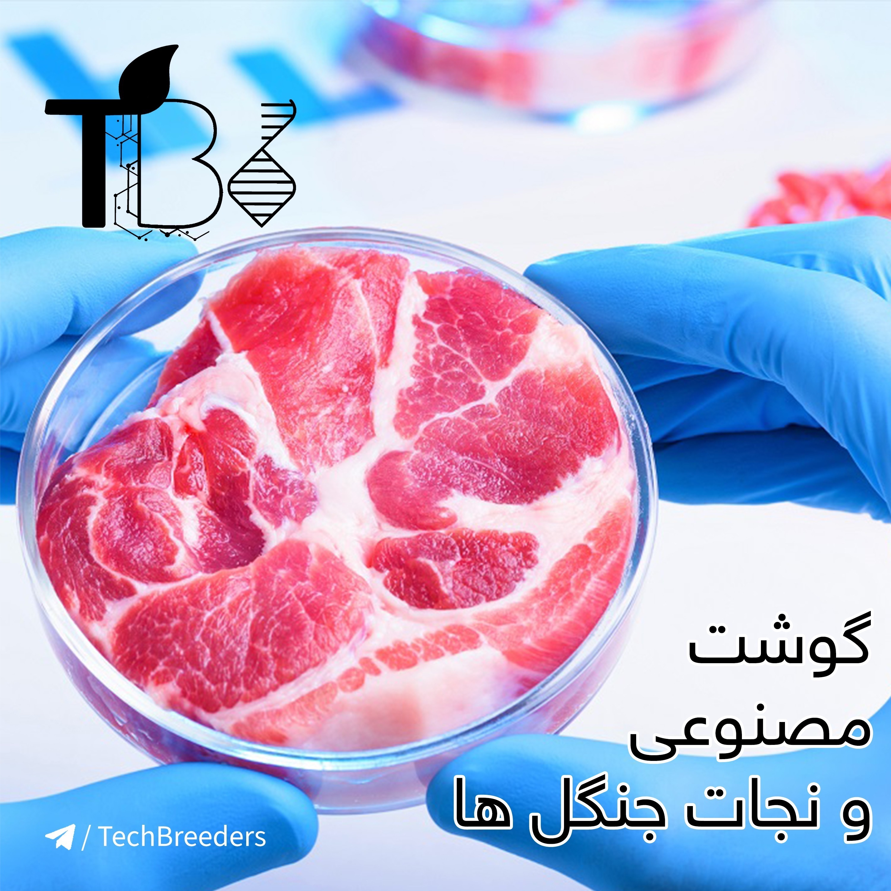 گوشت مصنوعی چیست و چطور جنگل ها را نجات میدهد؟