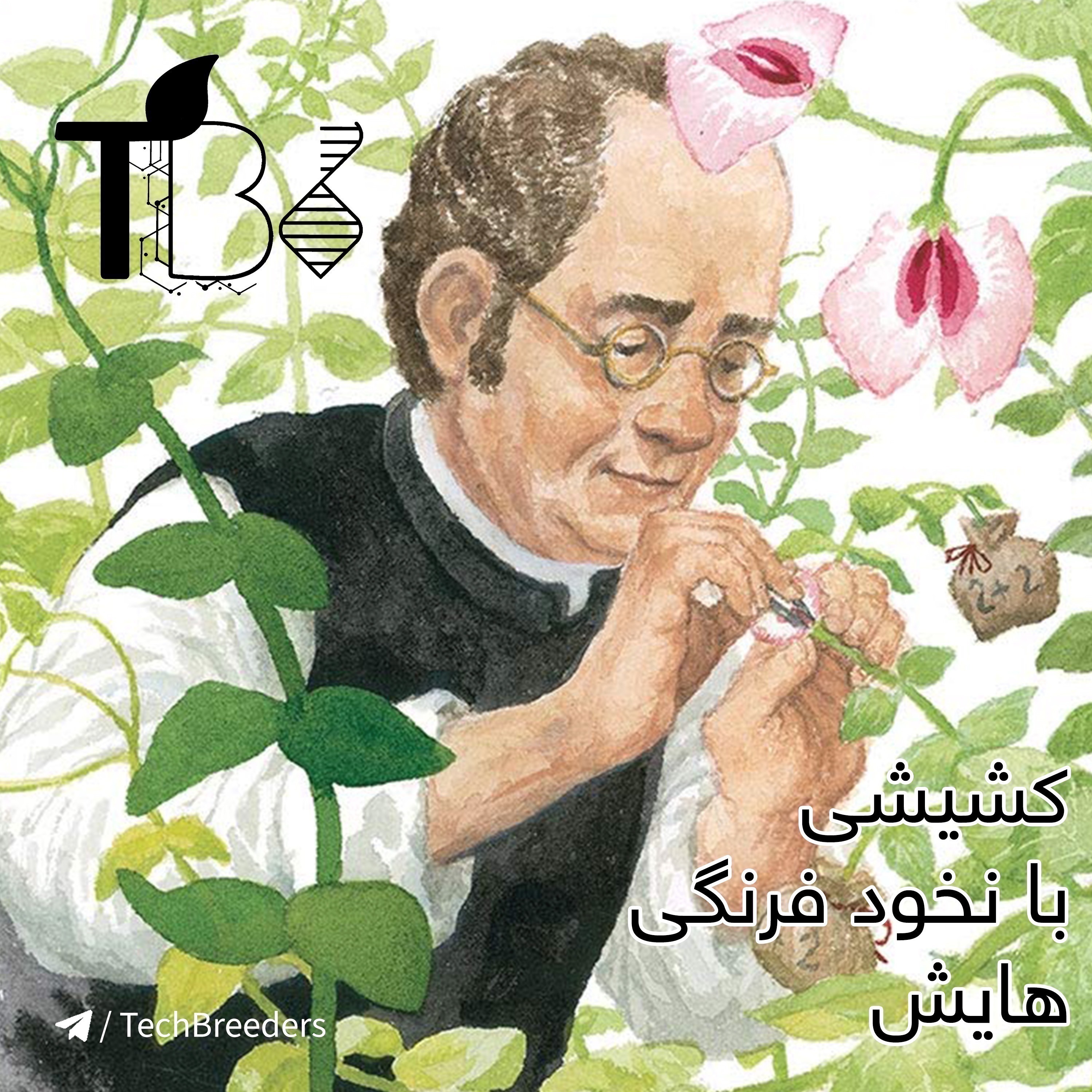کشیشی که با نخودفرنگی هایش، علم ژنتیک را کشف کرد...
