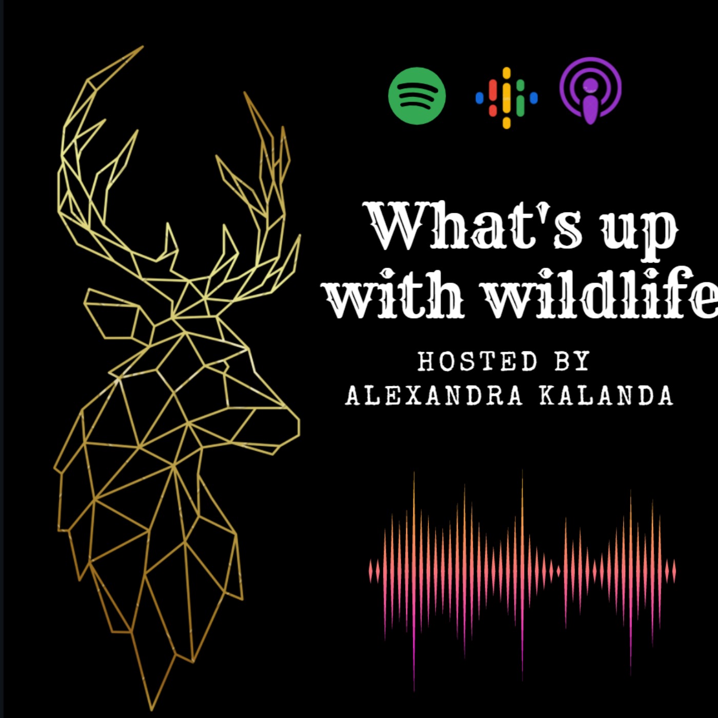 Audio Player Image