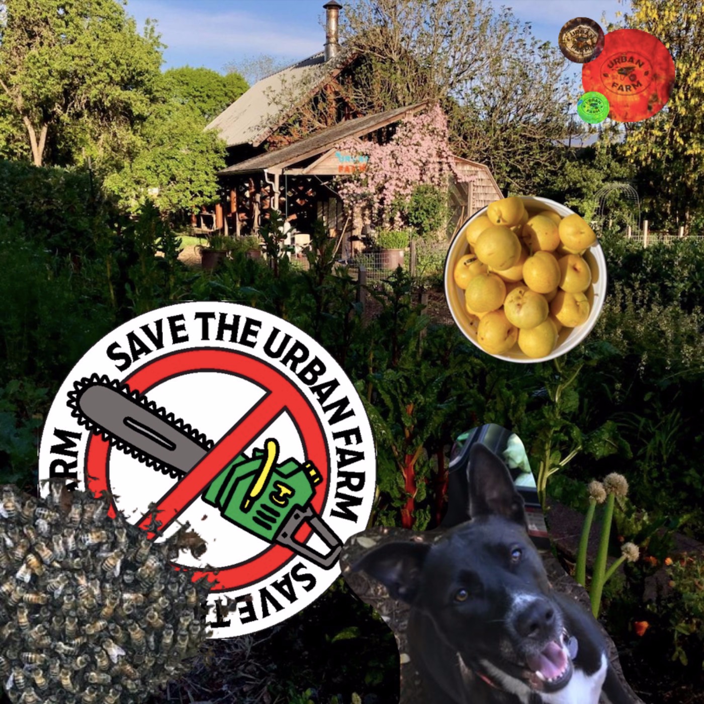 Save the Urban Farm episode artwork