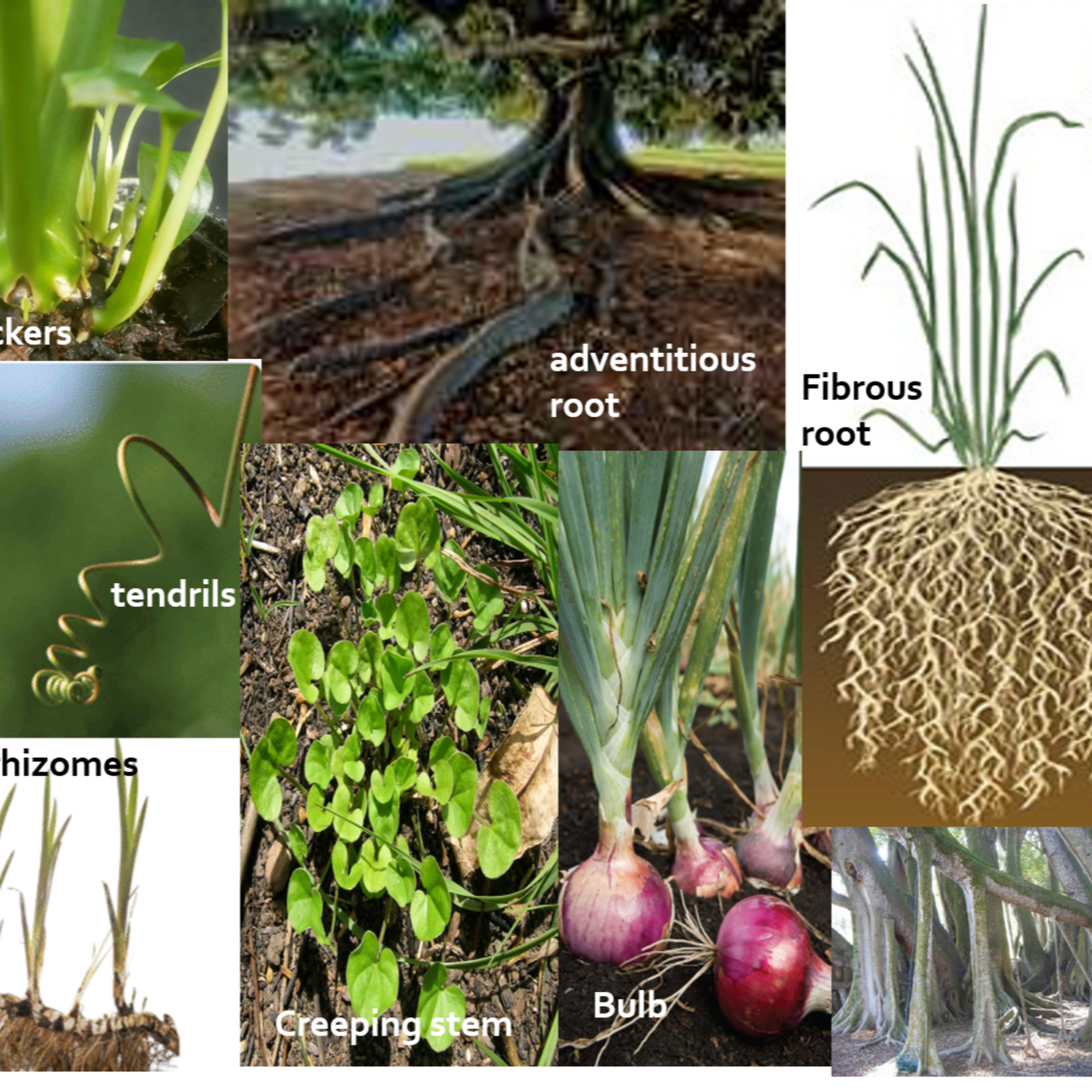 Environmental Science Revision on Stems, Roots, and Photosynthesis for kids 4 through 12