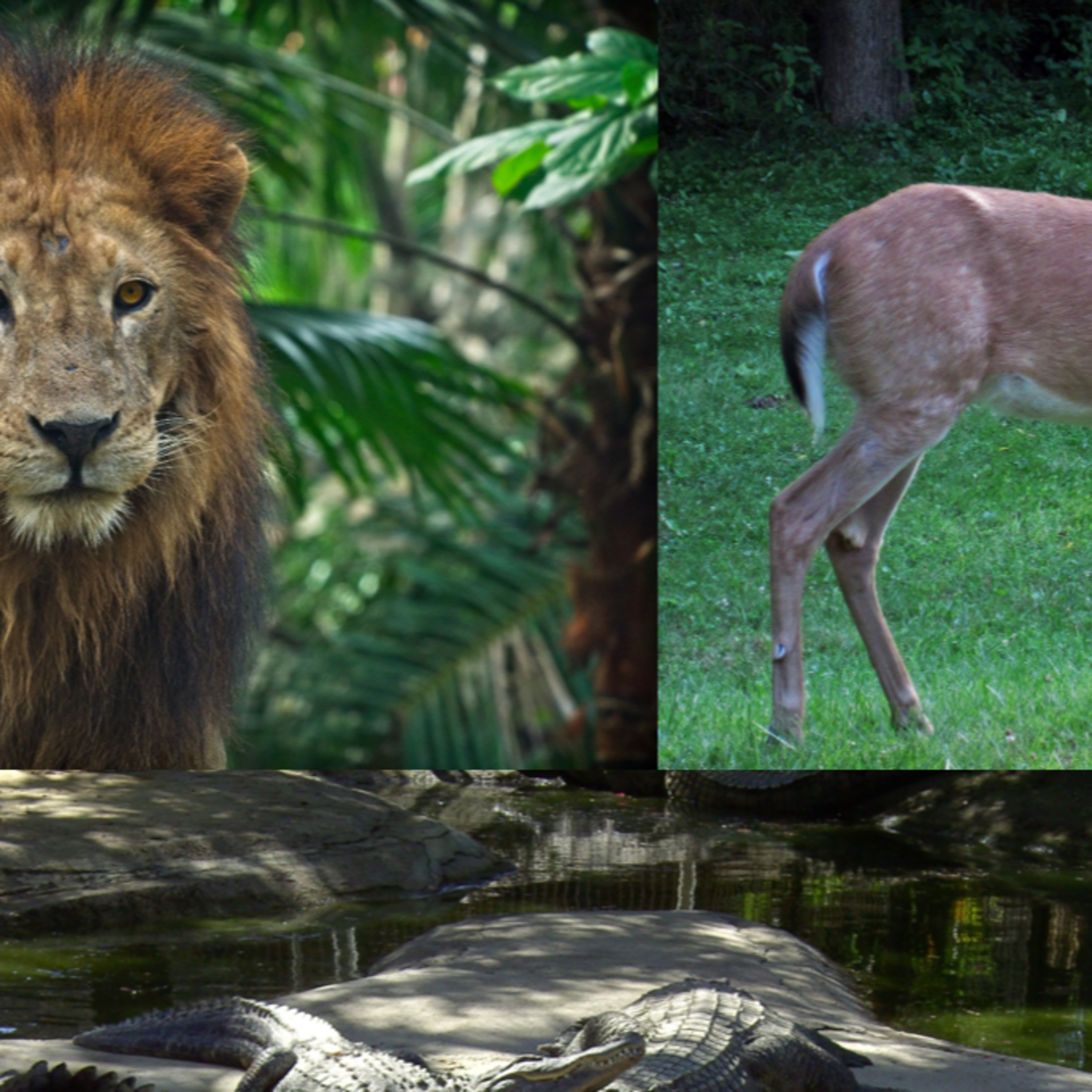 Animal’s Wisdom   The Preying Game