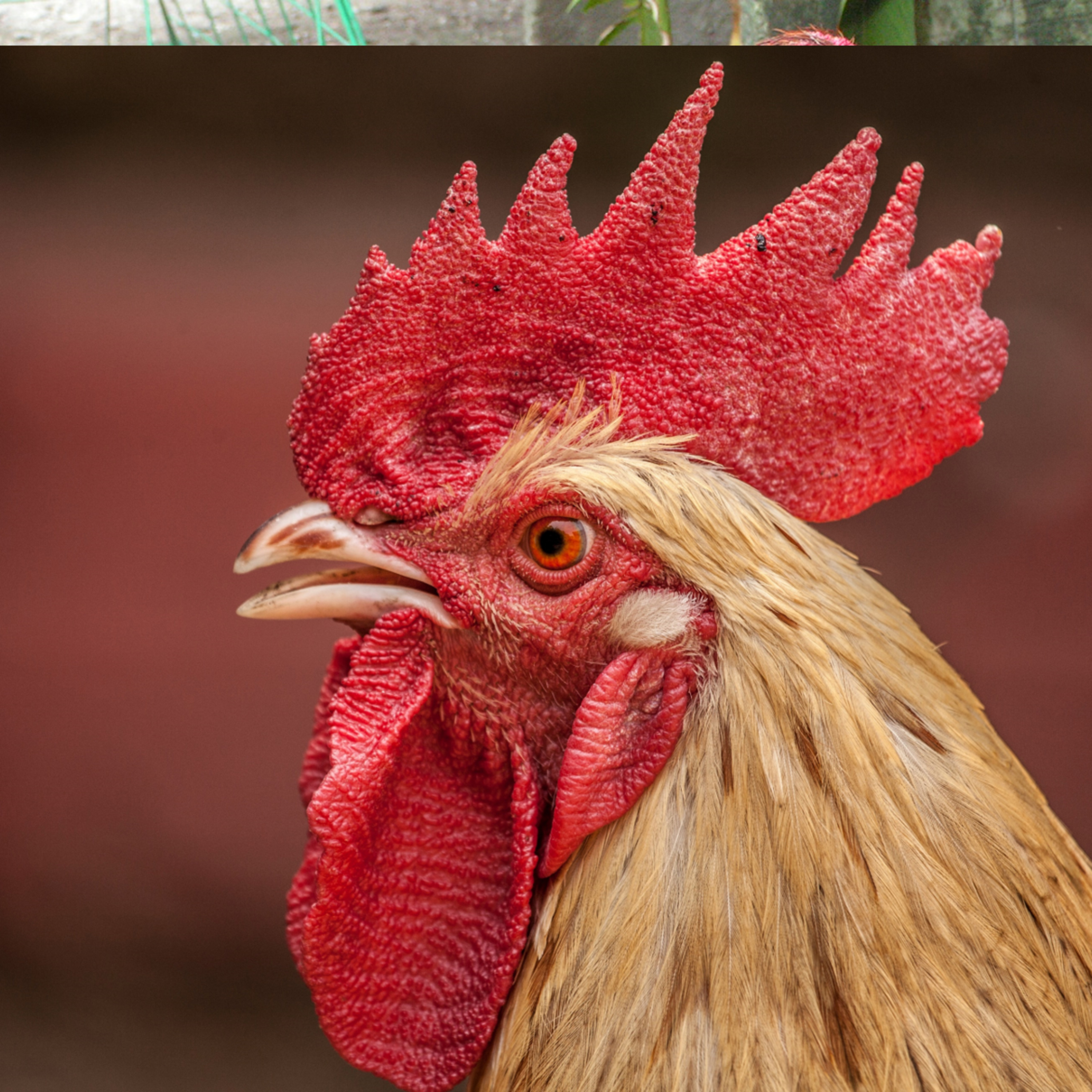 Why the cock has no teeth