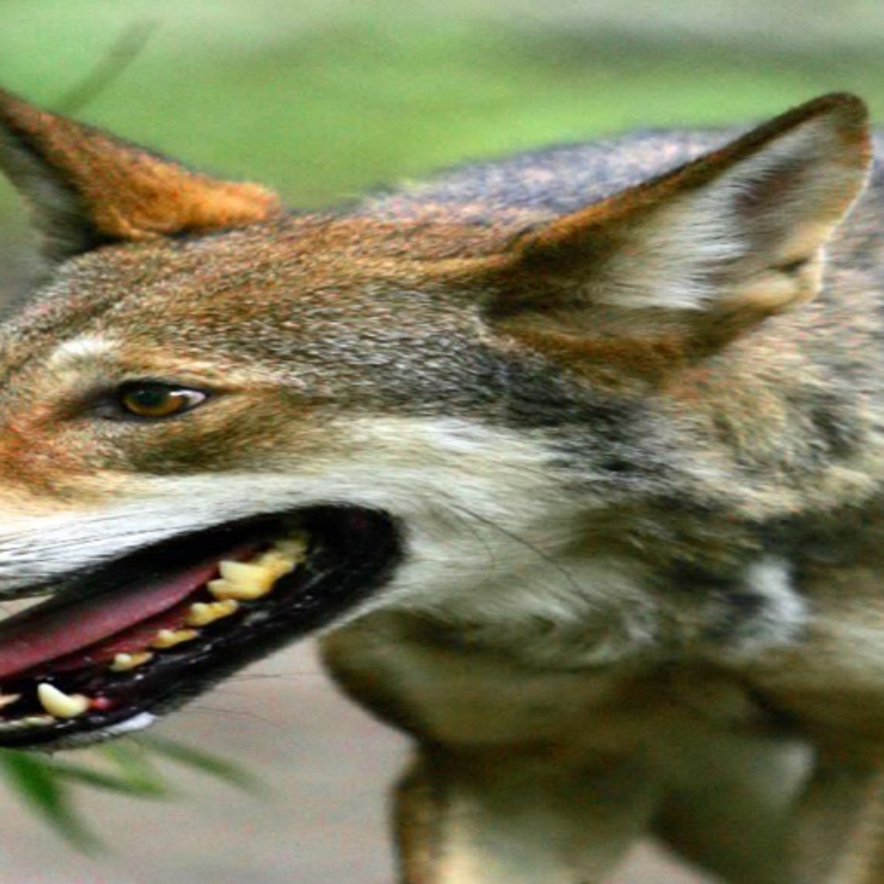 The Story Of The Goats And The Bad Wolf In Nkwen