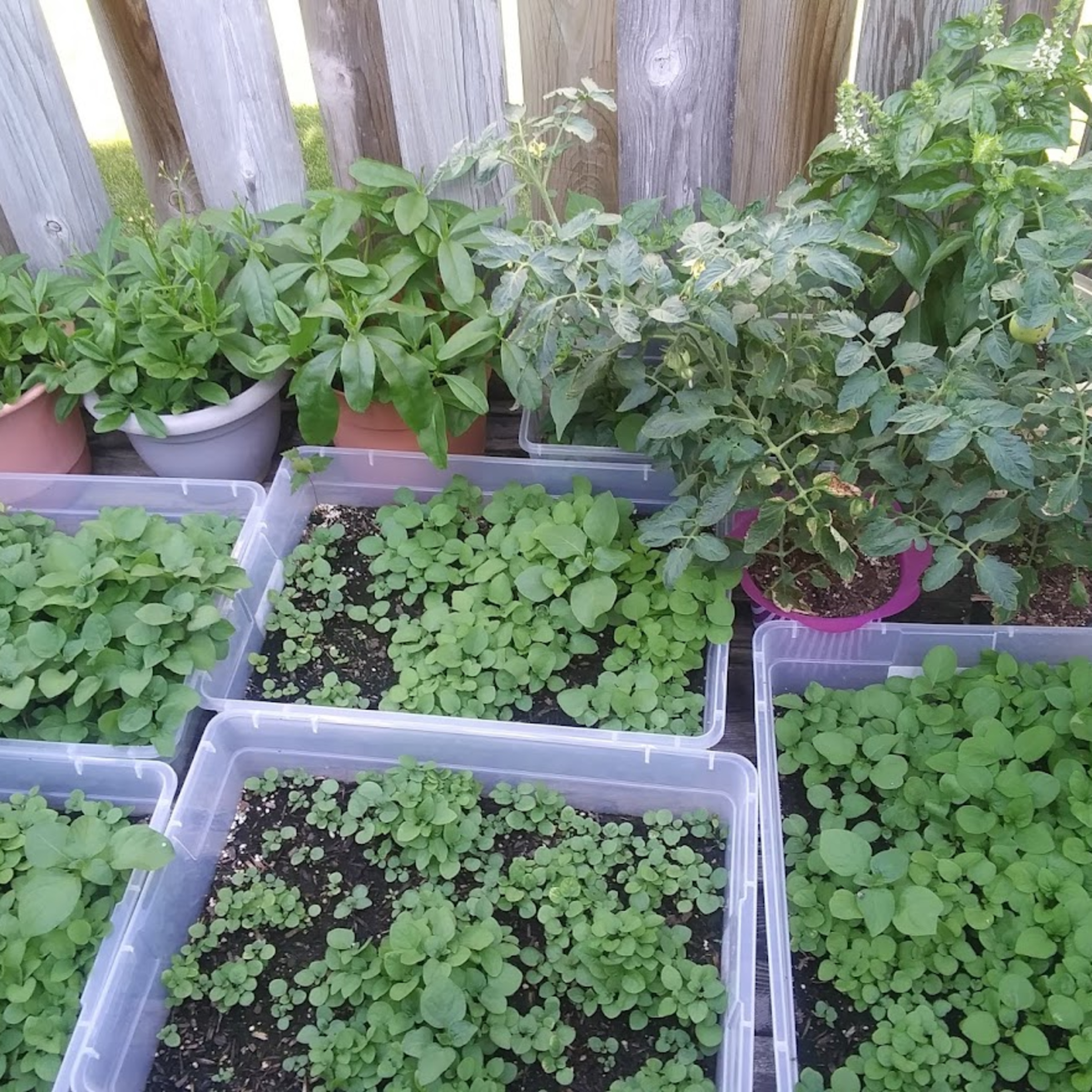 How I realized my backyard garden