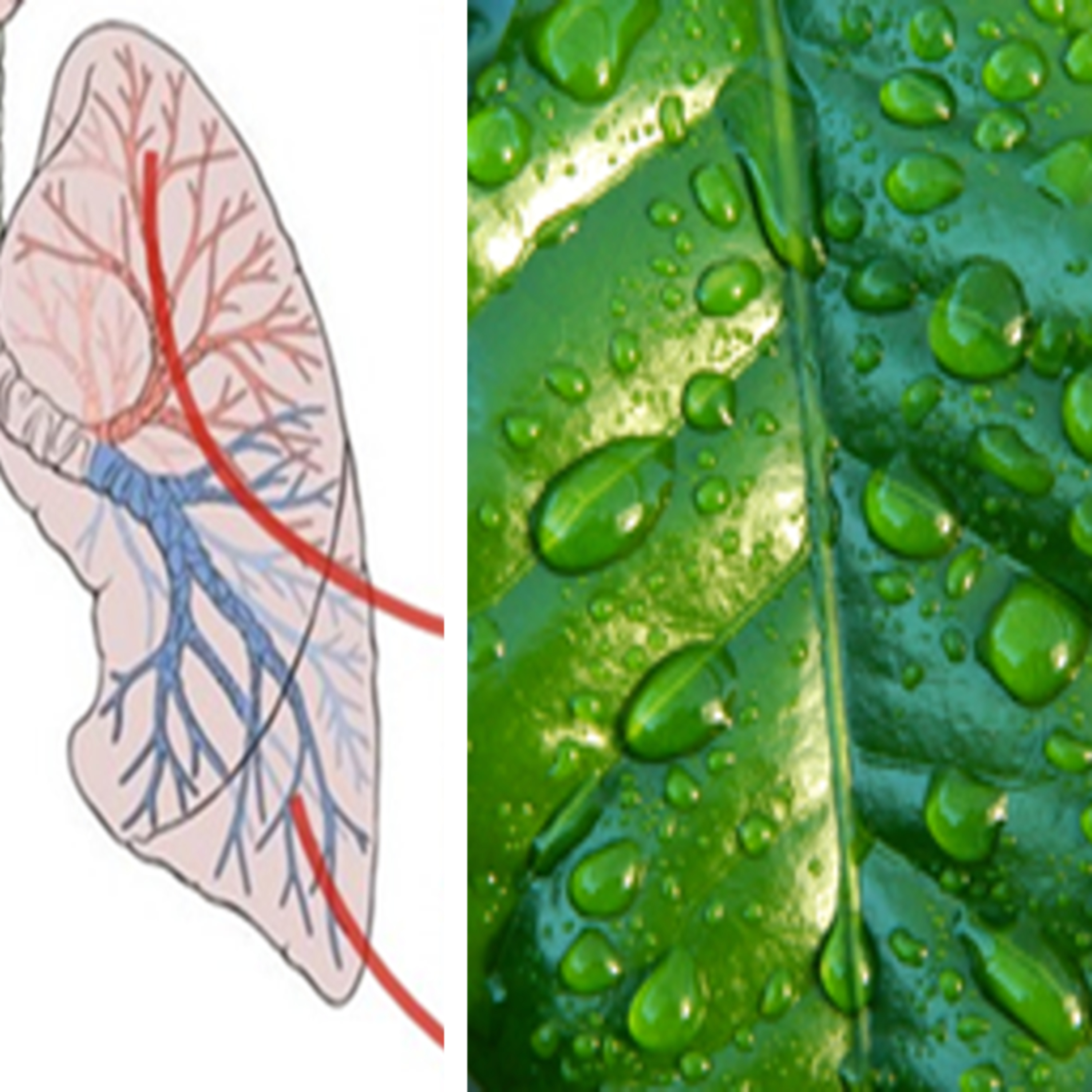 Respiration, Transpiration and the Environment For Kids 4 through 12