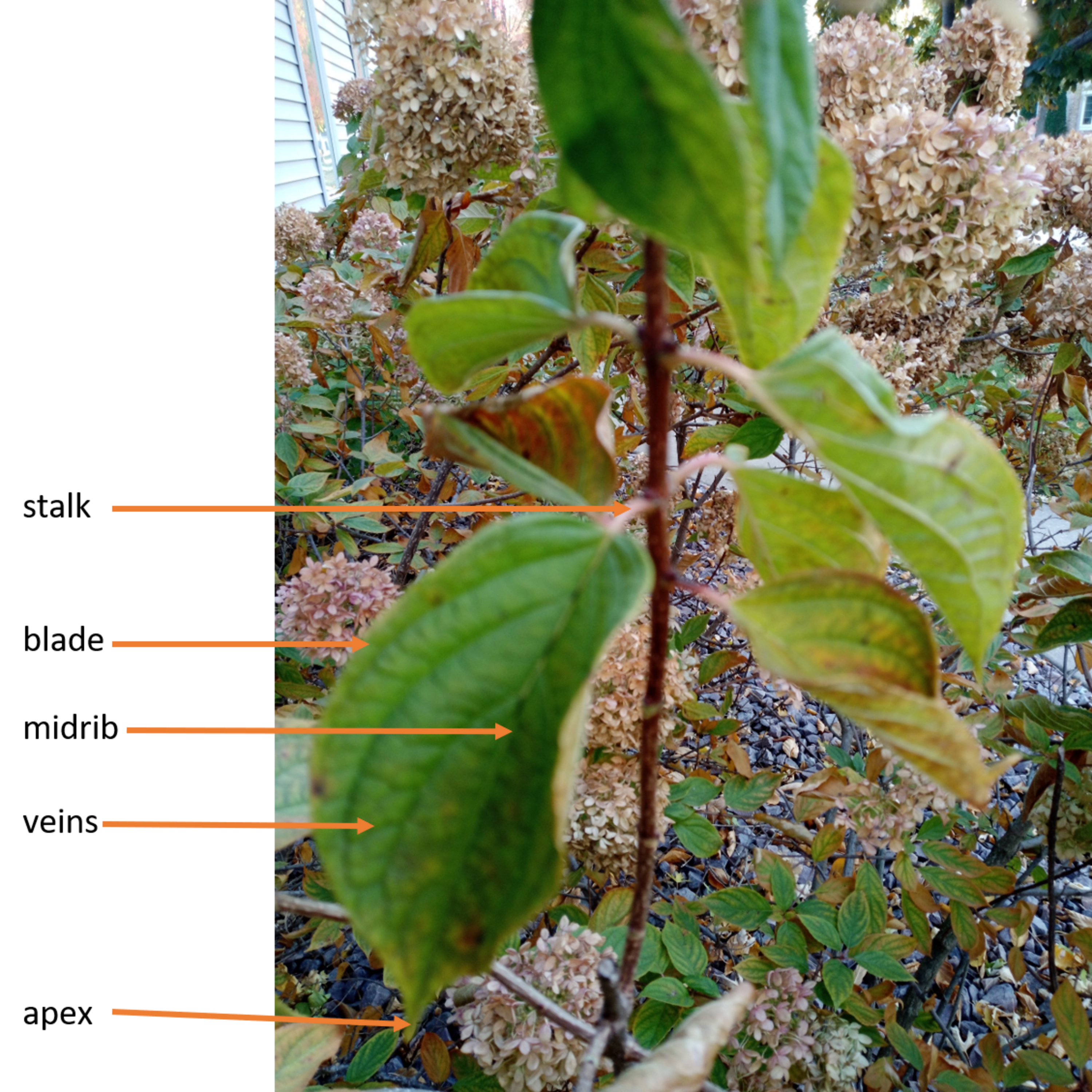 ENVIRONMENTAL SCIENCE Revision on Living and Non-living Things, Seed, Flower, Pollination and Leaf