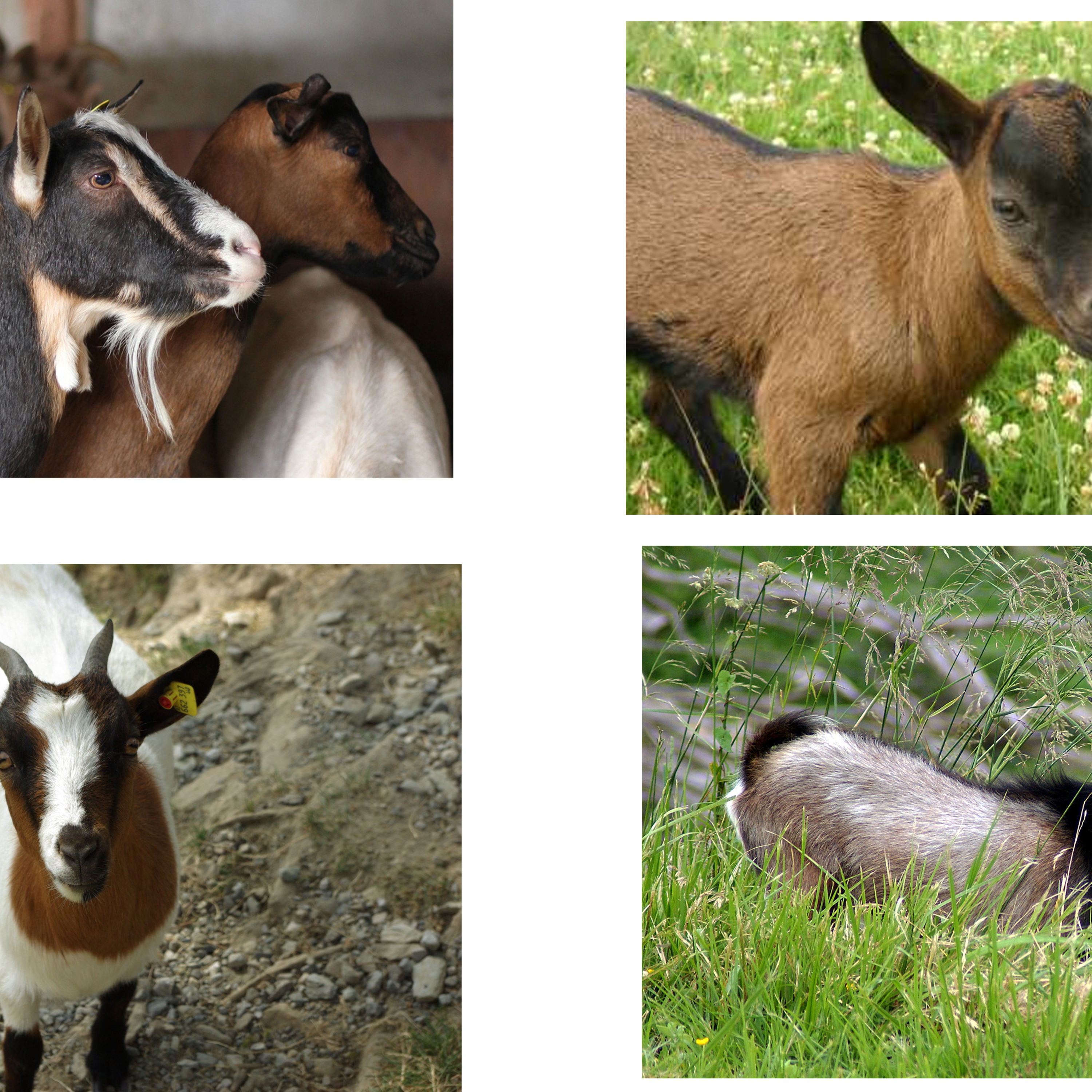Story Of The Goats And The Bad Wolf In Nkwen