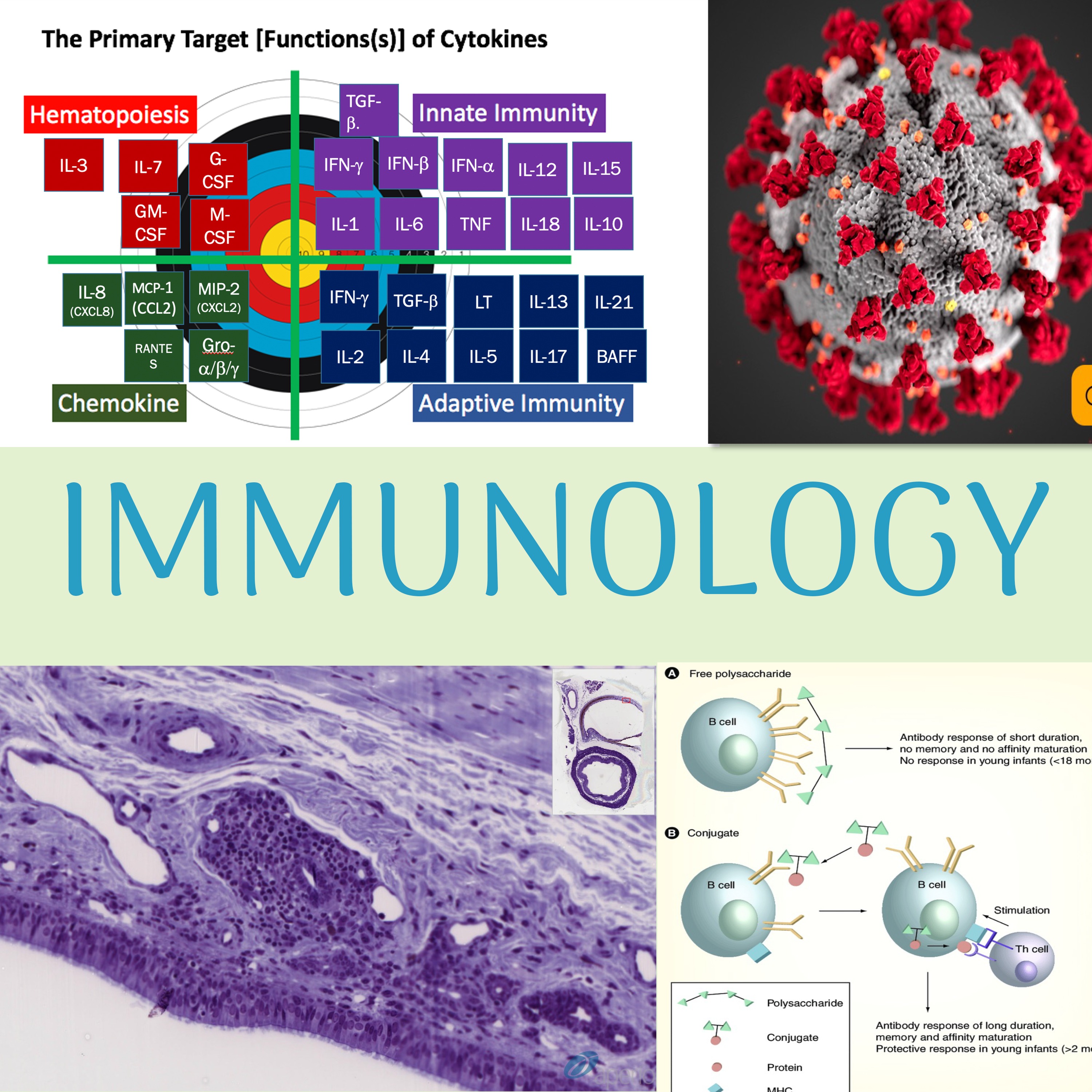 1.6 Foundation Phase: Immunology