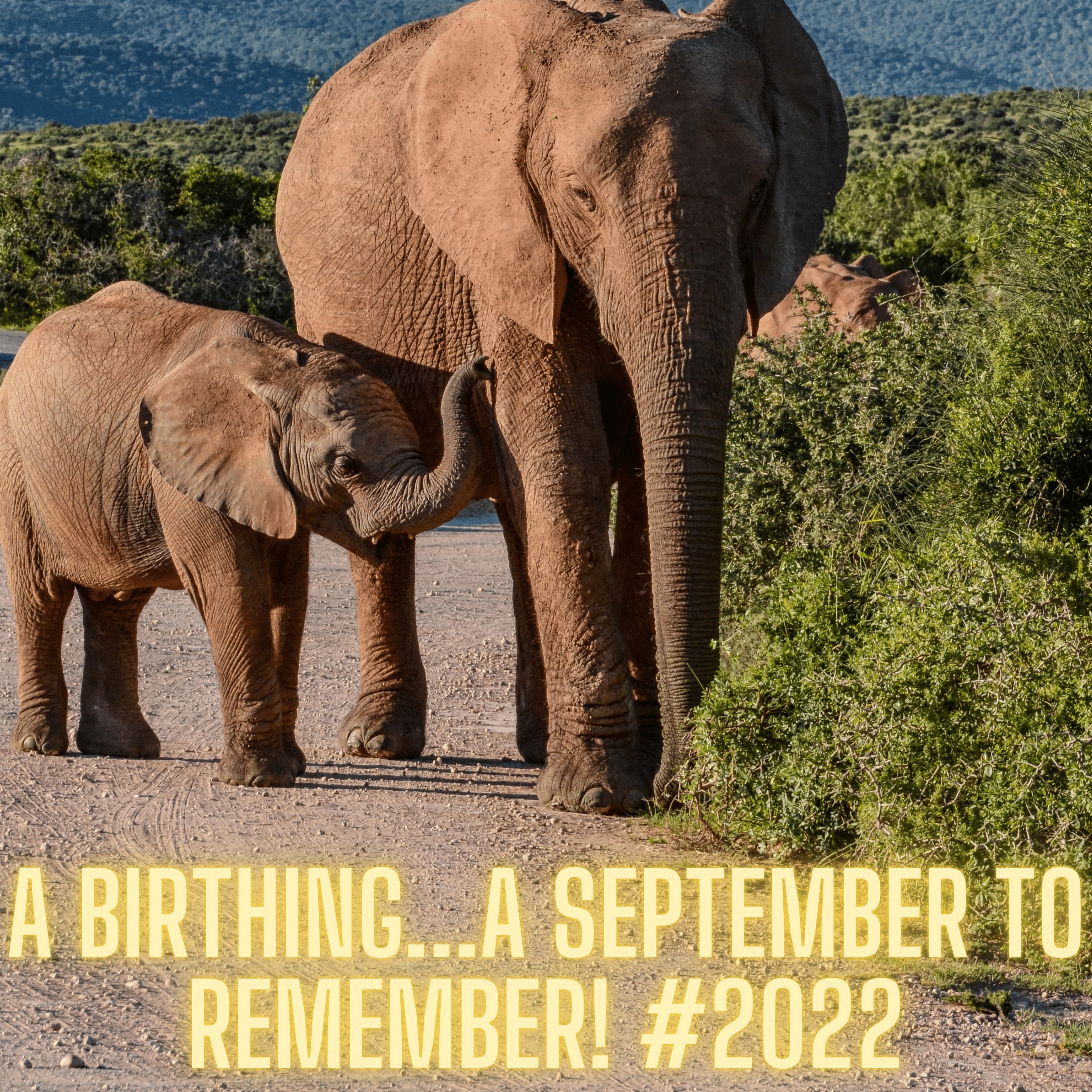 IT'S ABOUT TO DROP! A BIRTHING, A SEPTEMBER TO REMEMBER! 🌈🐘🔥#ELEPHANTDREAM #2022
